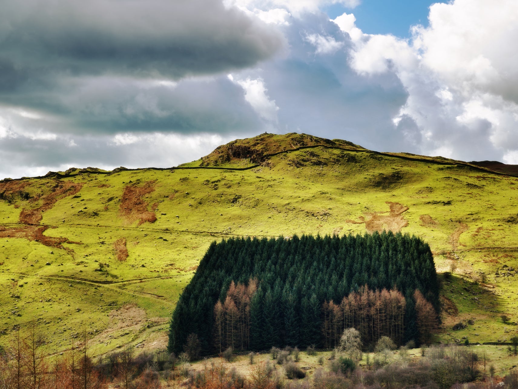 A larch forest in the UK. The government has been warned planting the wrong trees in the wrong places can have adverse impacts on soils, water quality, and biodiversity