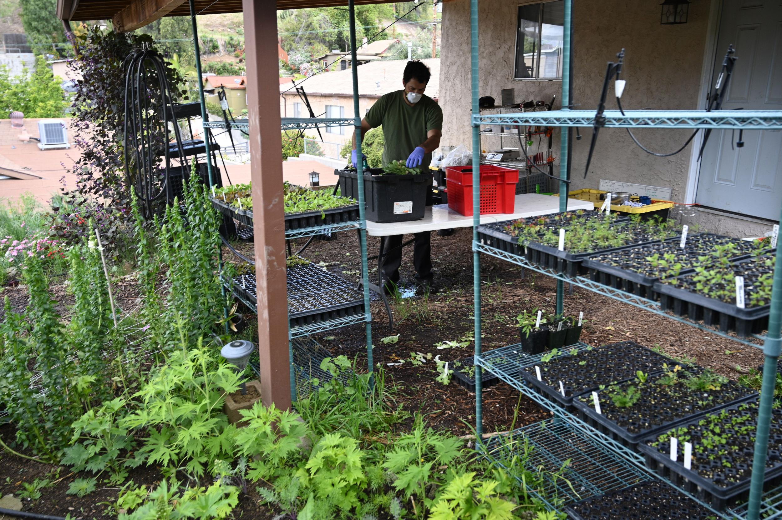 Beginners are best off growing lettuce, carrots, beetroot and peas (AFP/Getty)