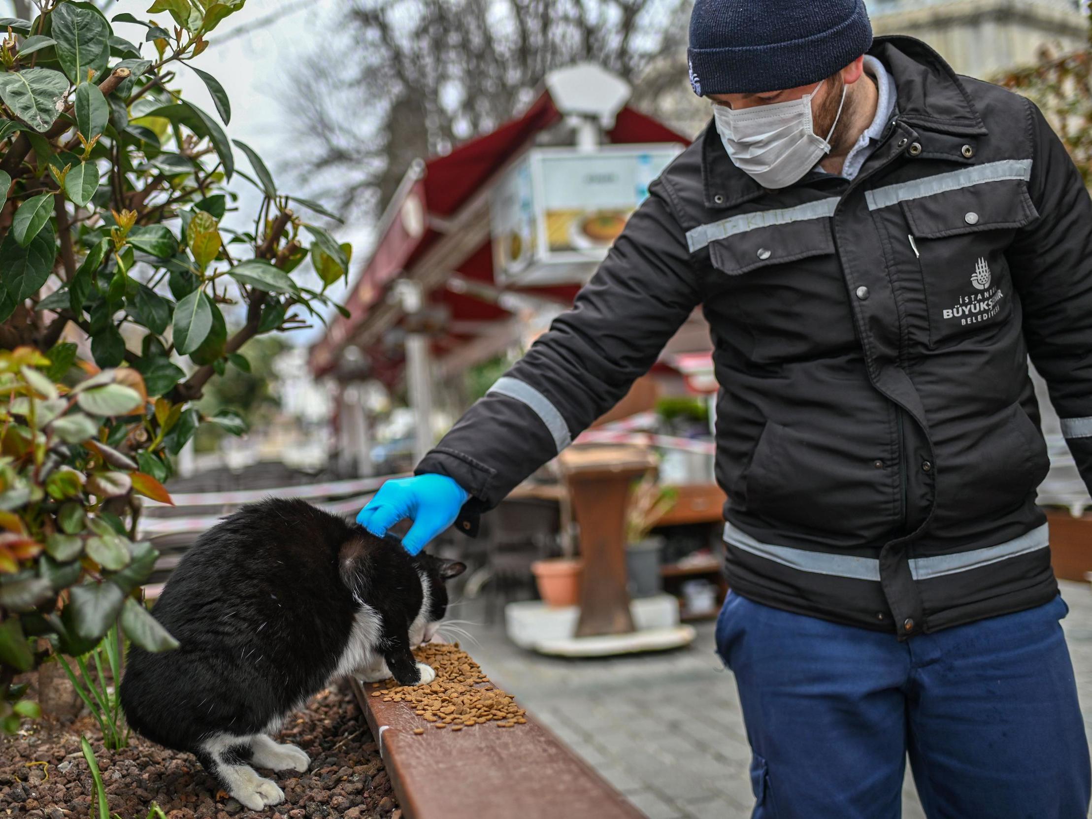 A member of Istanbul Metropolitan municipality pets a stray cat during a food ditribution near an empty Hagia Sophia square