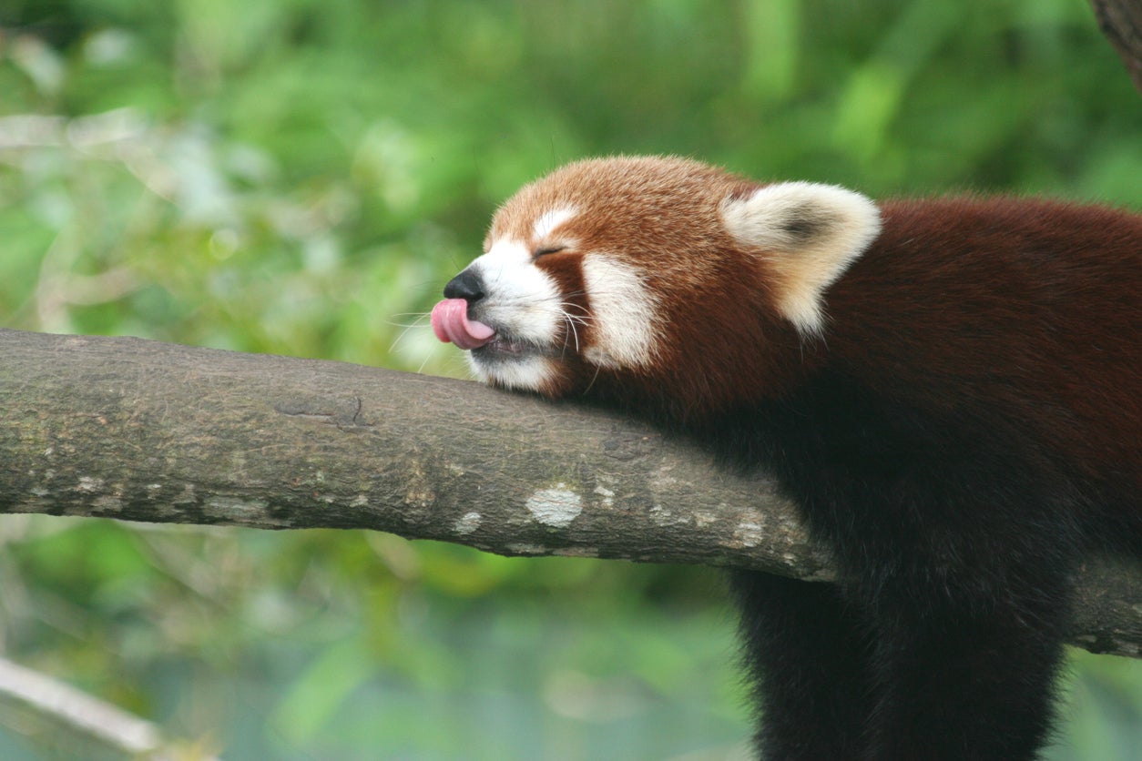 There are plenty of wildlife livestreams to watch