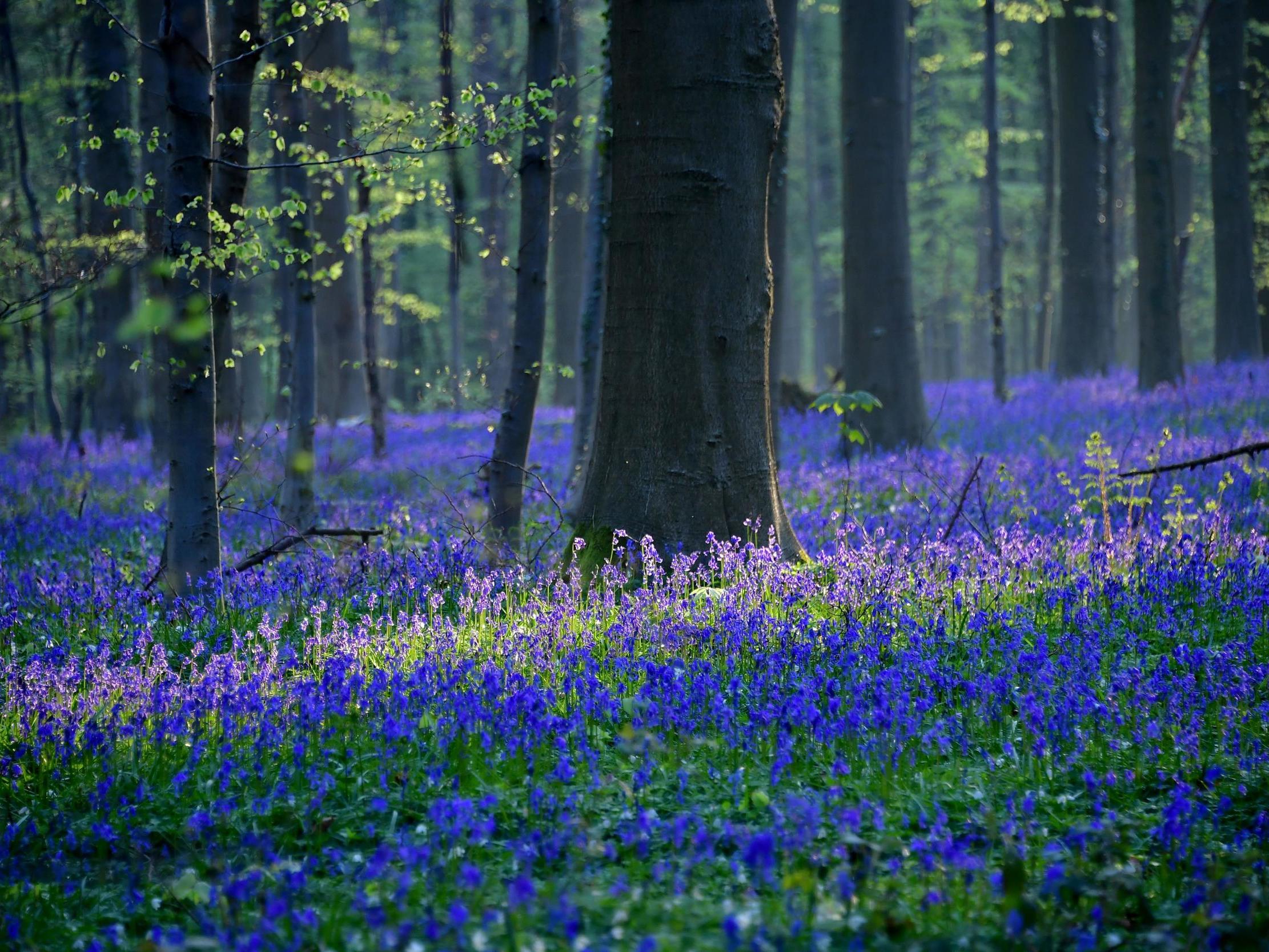 The UK's coronavirus lockdown could result in a bumper year for wildflowers