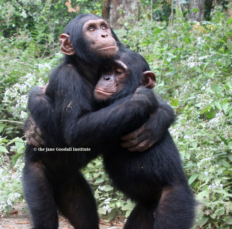 Orphans Kudia and Ultimo hug each other at a JGI chimpanzee rehabilitation centre in the Republic of Congo (The Jane Goodall Institute)