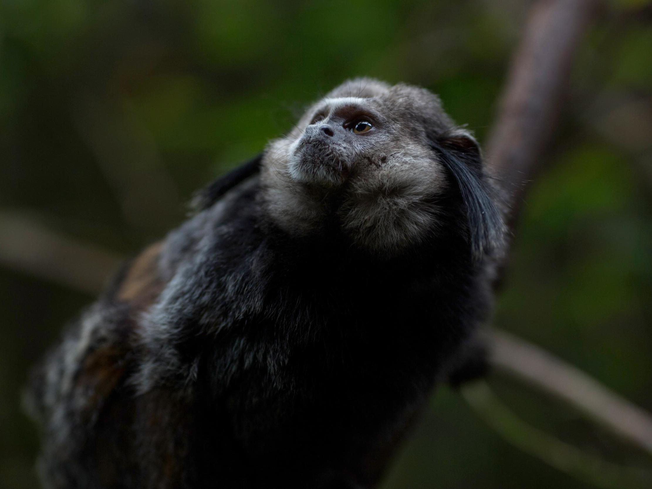 The monkeys are thought to have been similar in size to some marmosets which are found in South America today