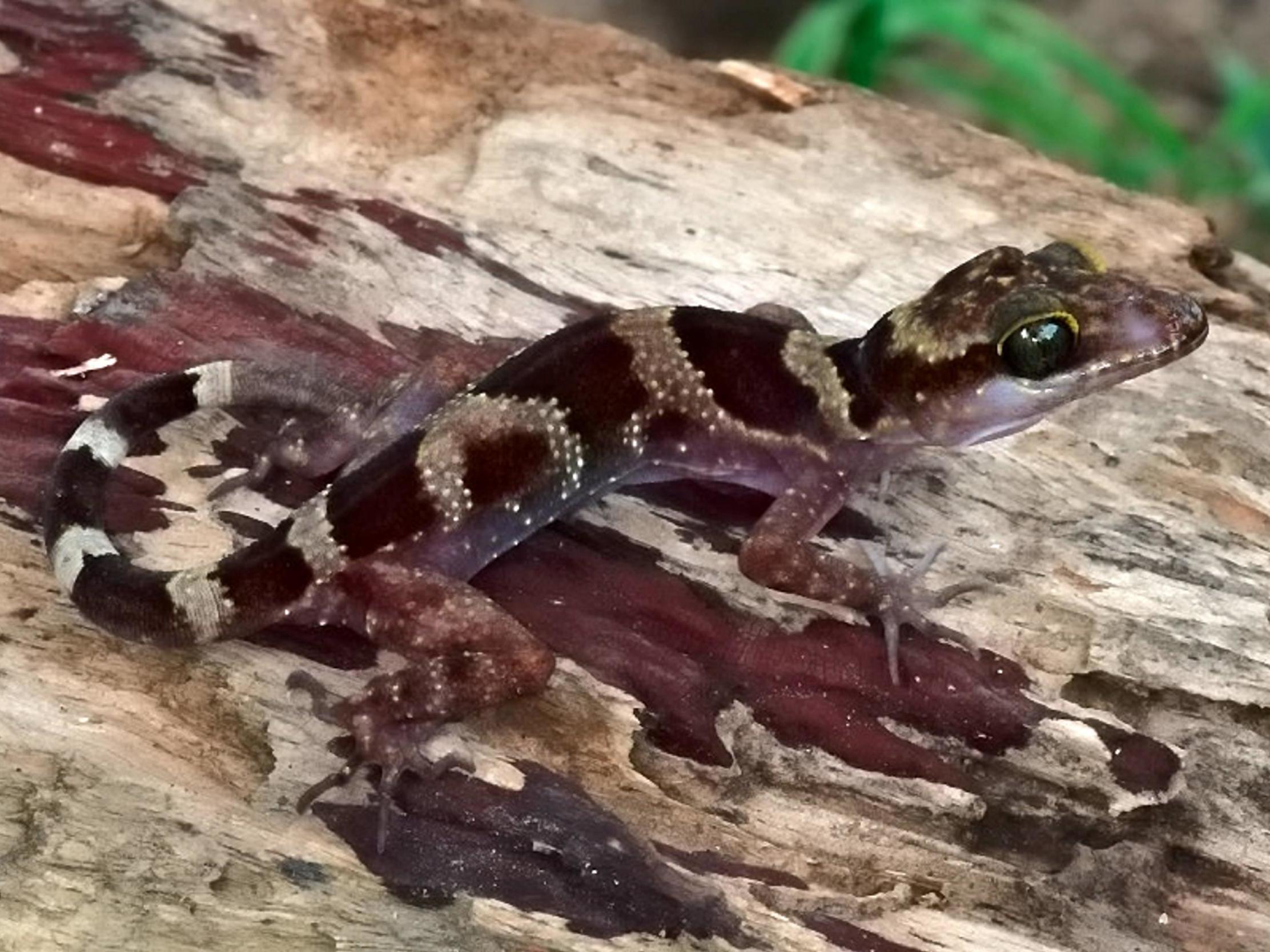 The new species of Cyrtodactylus phnomchiensis found in Cambodia