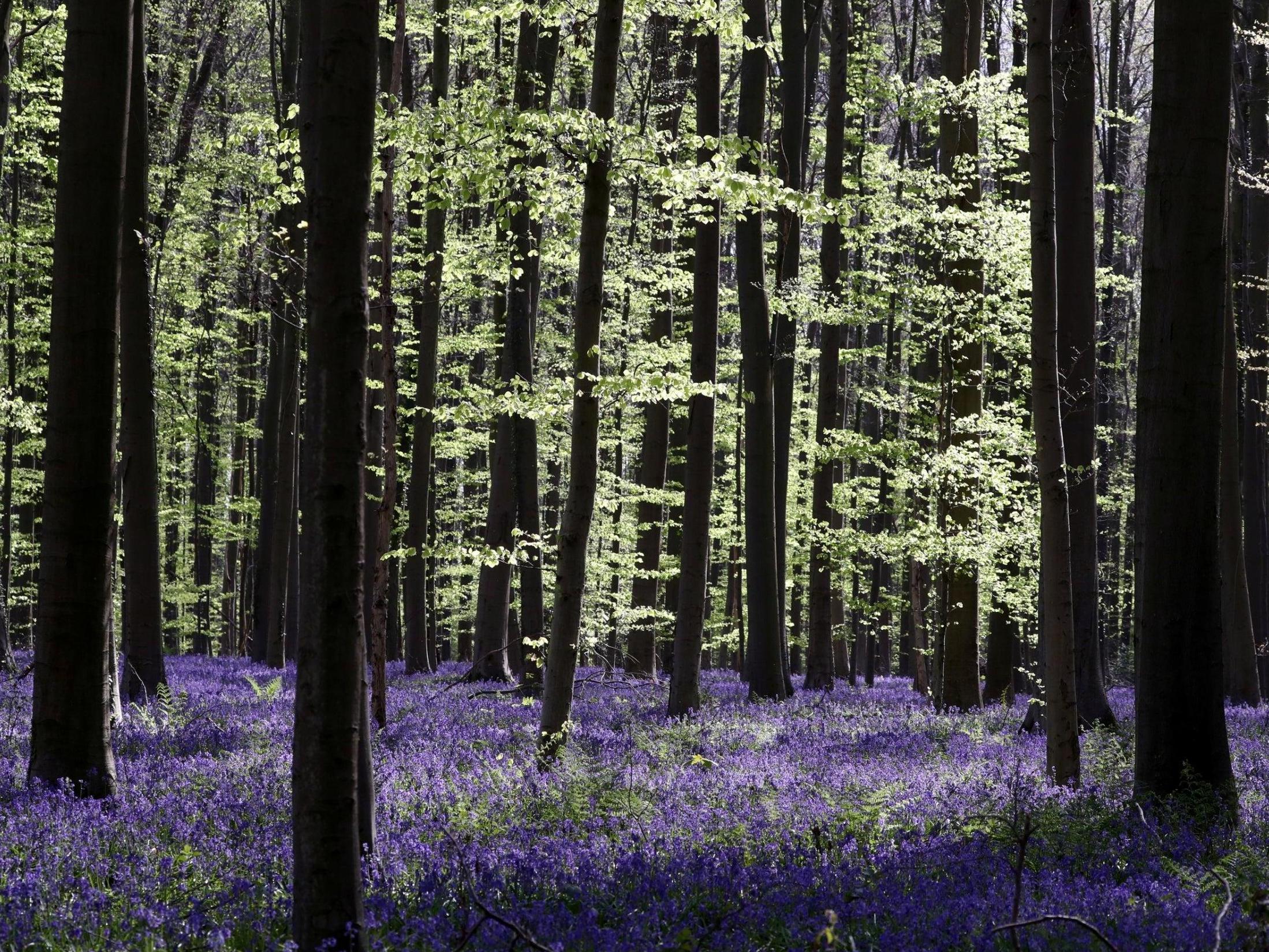 Stop The Wildlife Trade: EU biodiversity plan to crack down on illegal wildlife trade