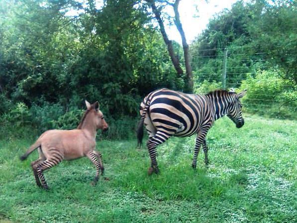 The zonkey was fathered by an "amorous donkey" after its mother strayed out of the national park where she lived