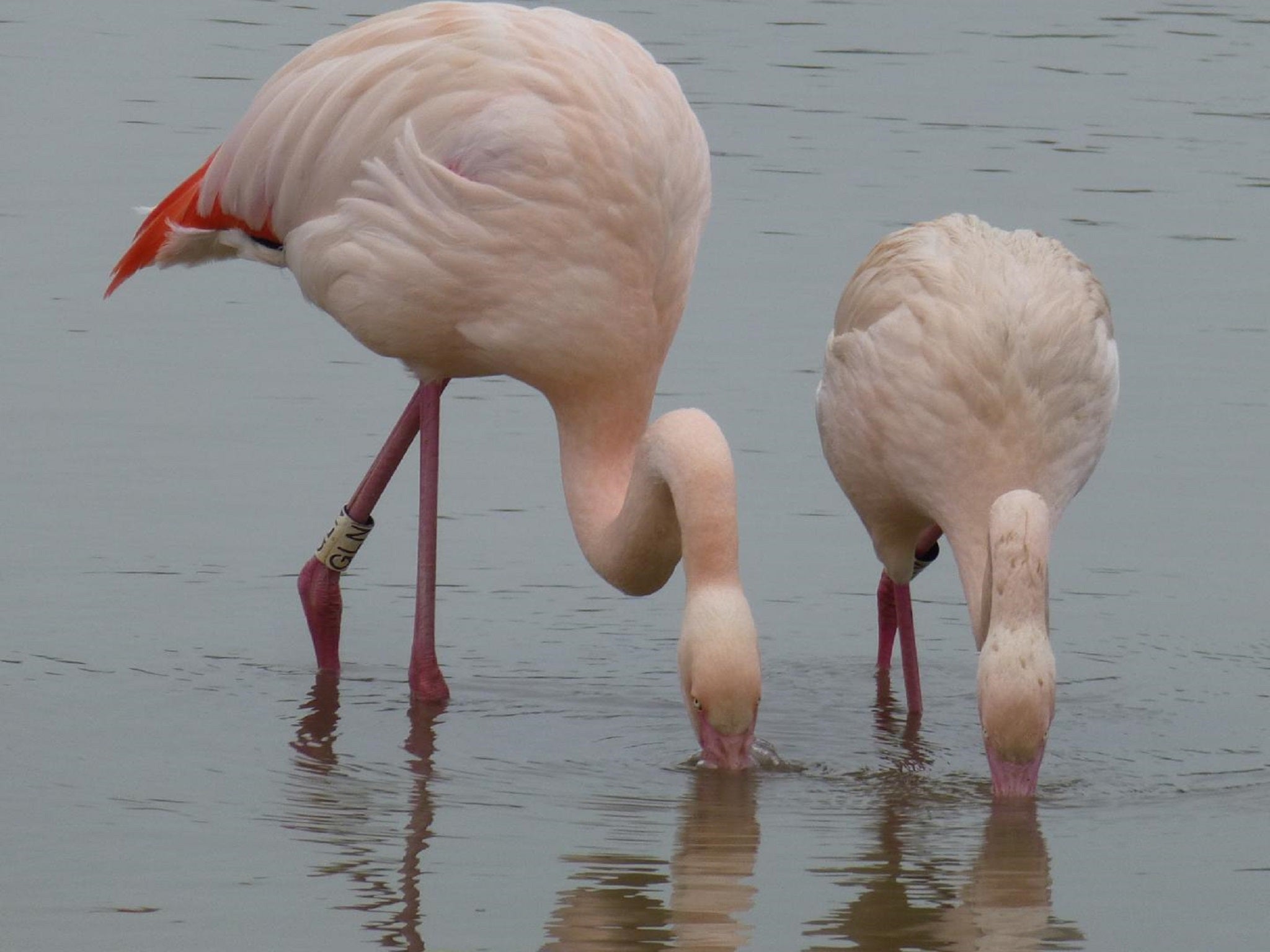 Two flamingo friends at WWT Slimbridge Wetland Centre, in Gloucestershire.
