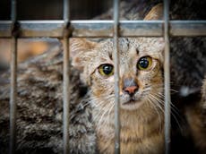 Coronavirus causes surge in dog and cat meat sales in Vietnam and Cambodia, investigators say