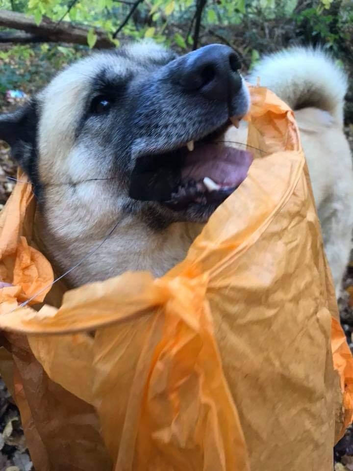 A dog caught in a discarded paper lantern