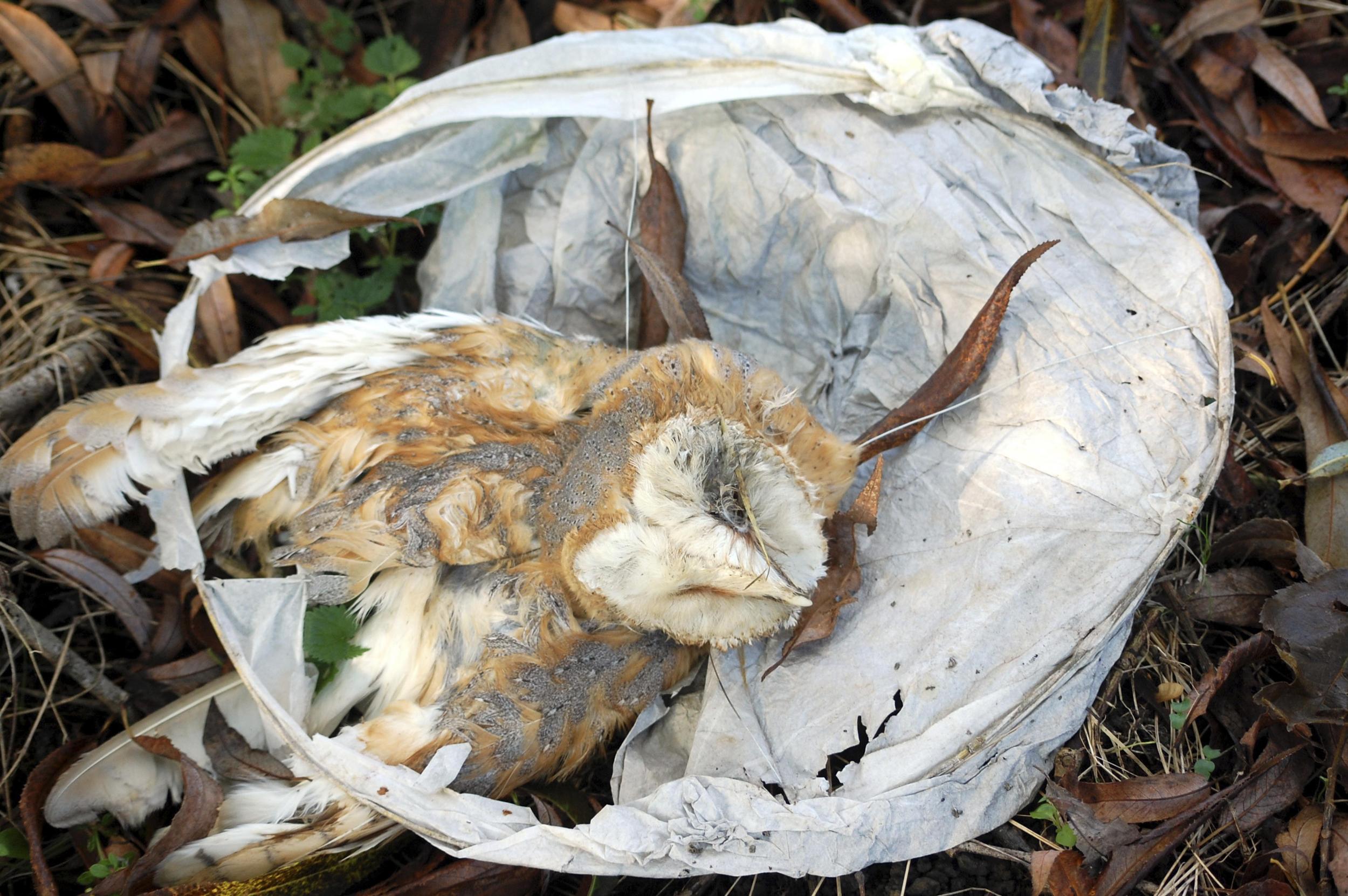 An owl killed by a lantern