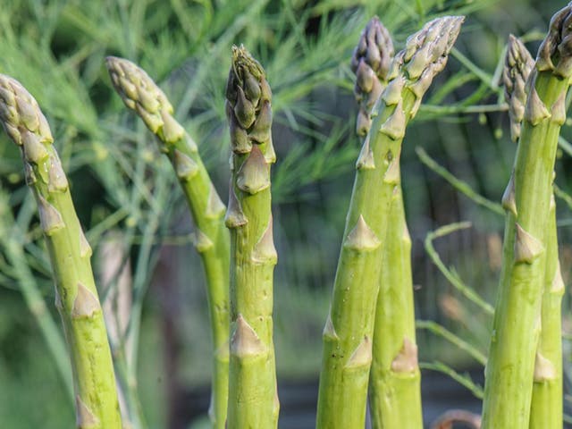 <p>Traditionally asparagus crowns are planted in spring, but you can actually plant them at any point from autumn to spring</p>