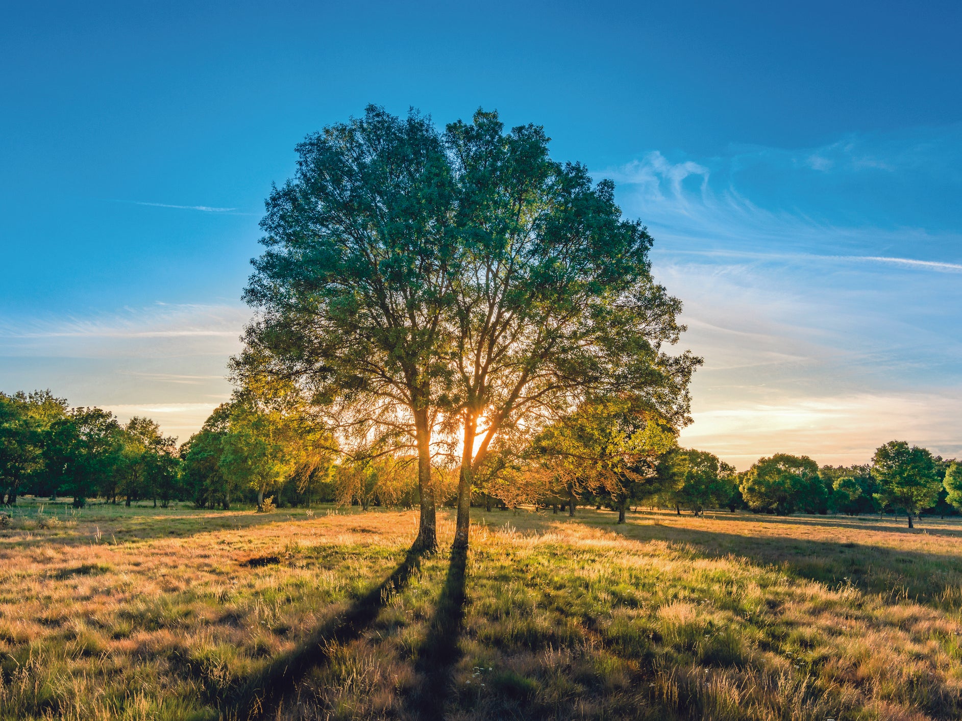 Ash is one of the most common trees in the UK. In pre-Roman Britain, druids regarded the ash as sacred and their wands were often made of ash because of the wood's straight grain