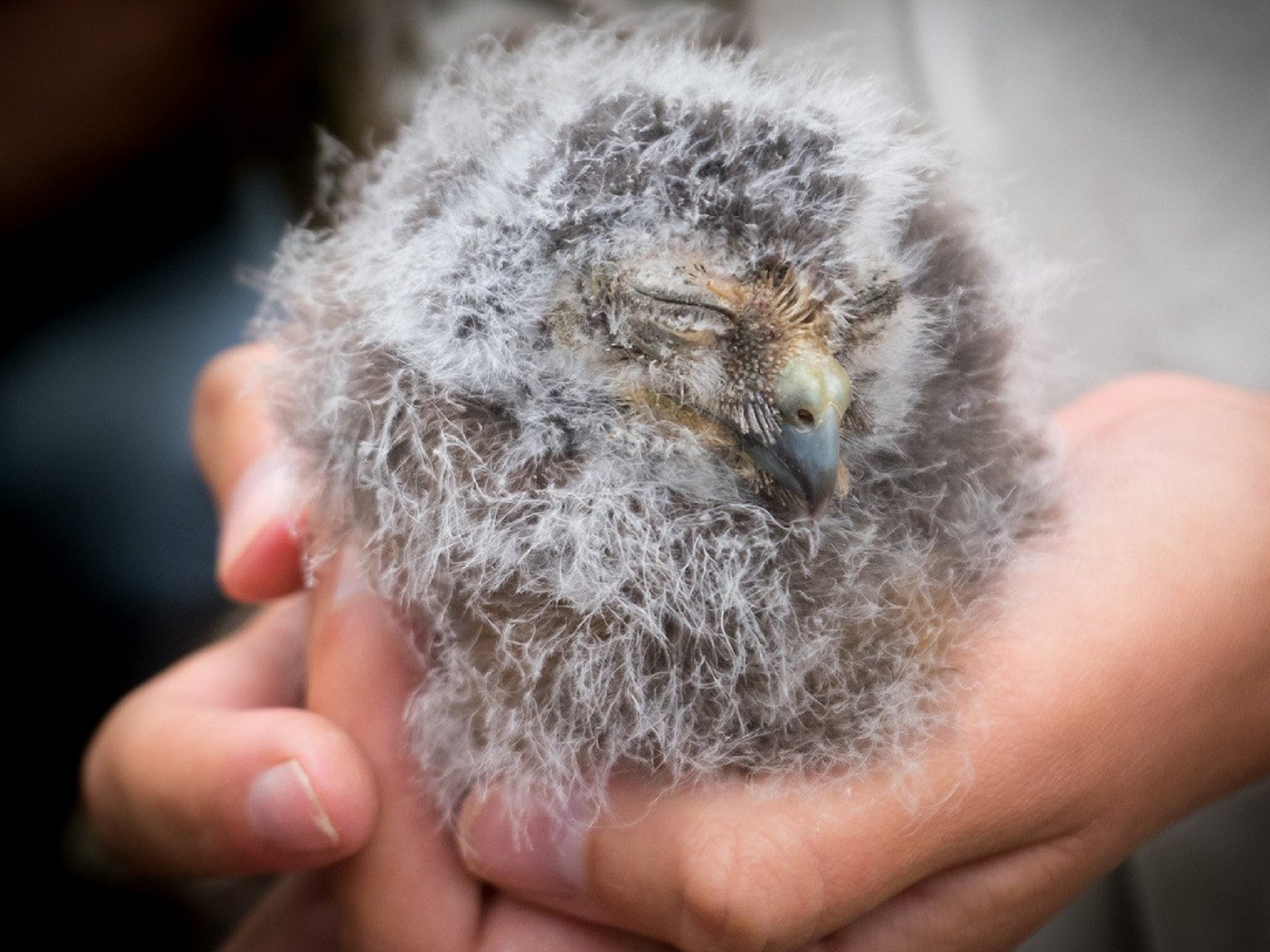 A pair of rare morepork owl chicks have become the first in more than a decade to survive on Norfolk Island, in the South Pacific.