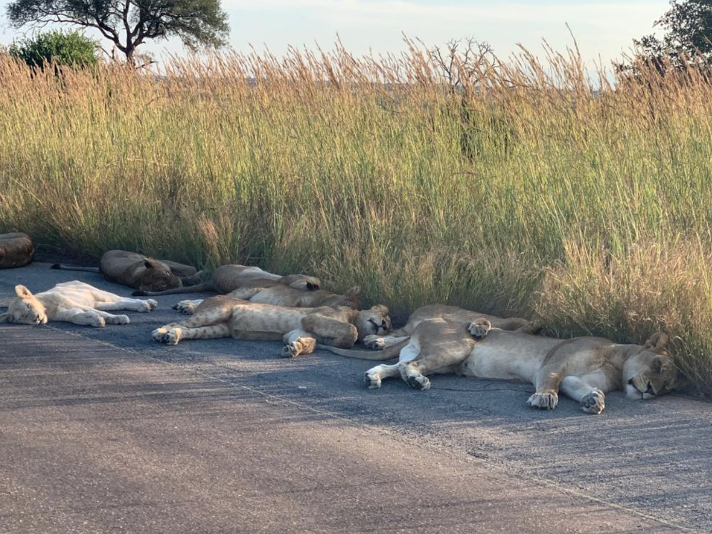 The lions enjoy a moment of peace on the road in Kruger National Park