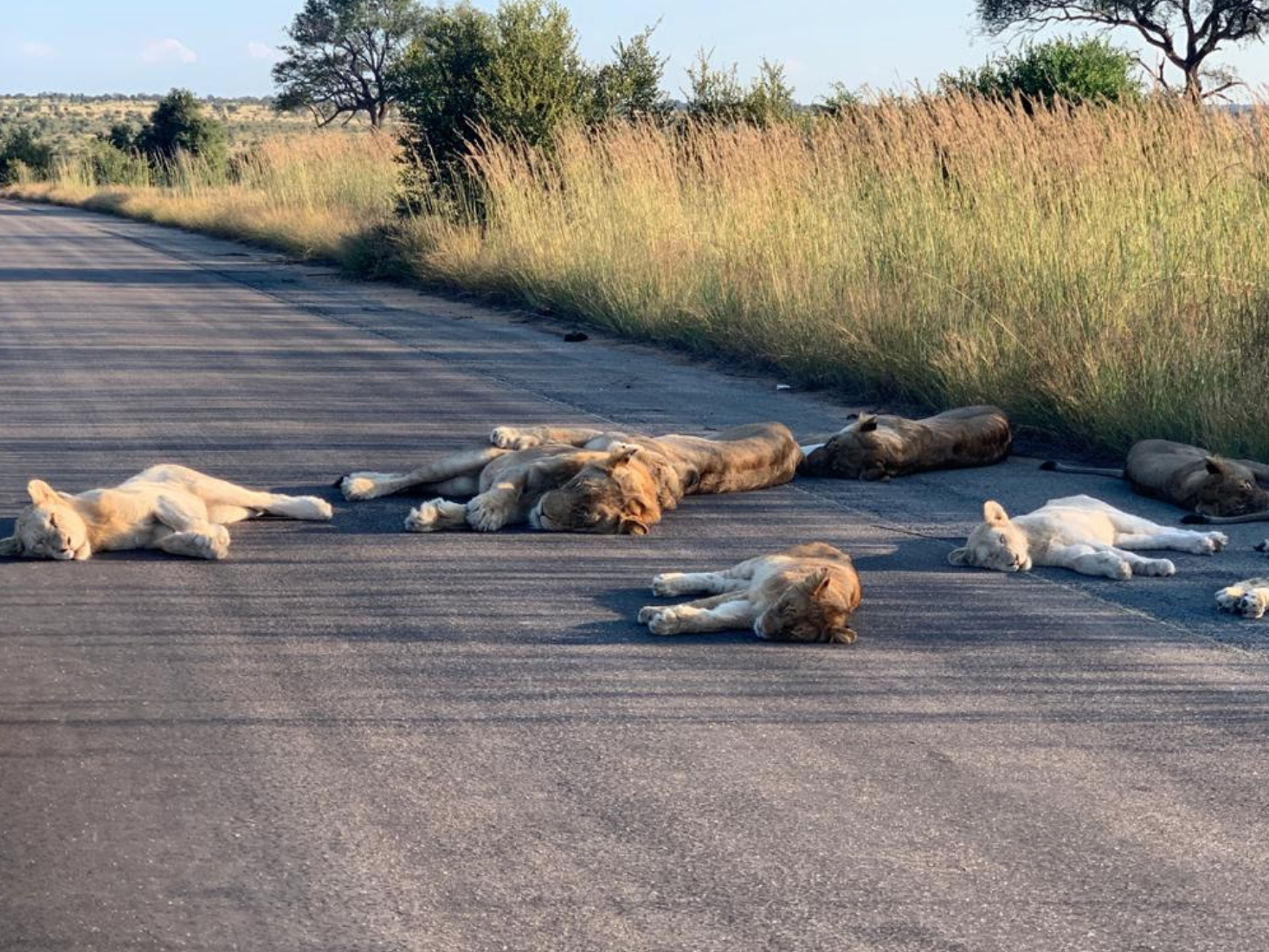 Lions have enjoyed less harassment since the lockdown in South Africa