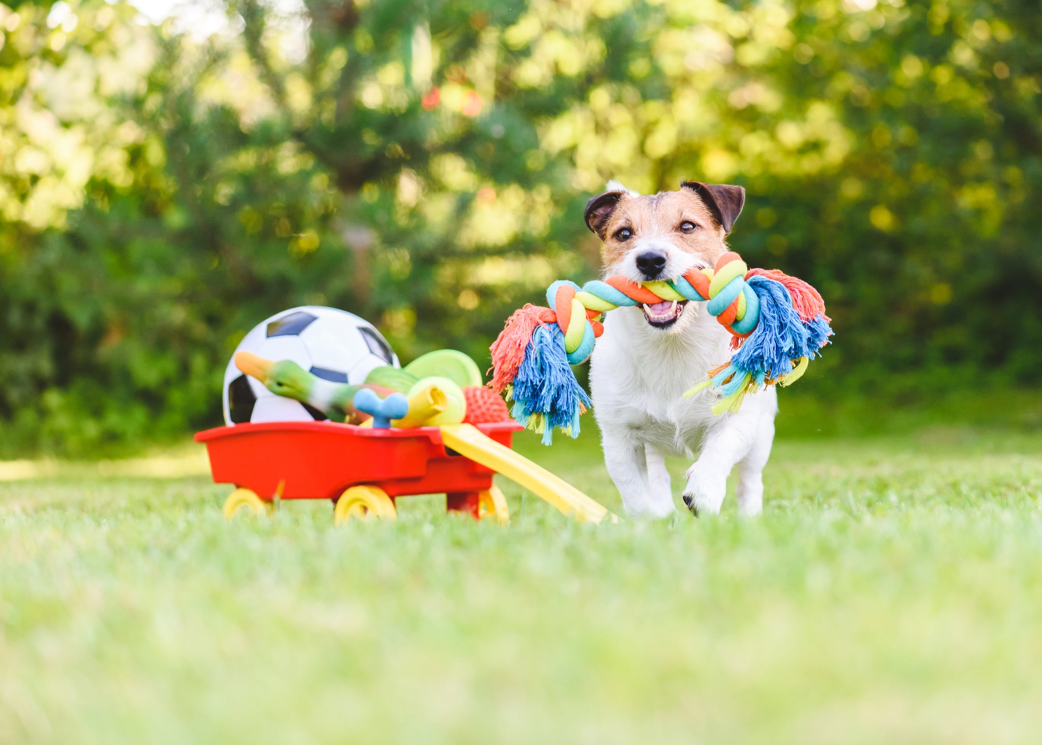 A Jack Russell Terrier doing what they do best