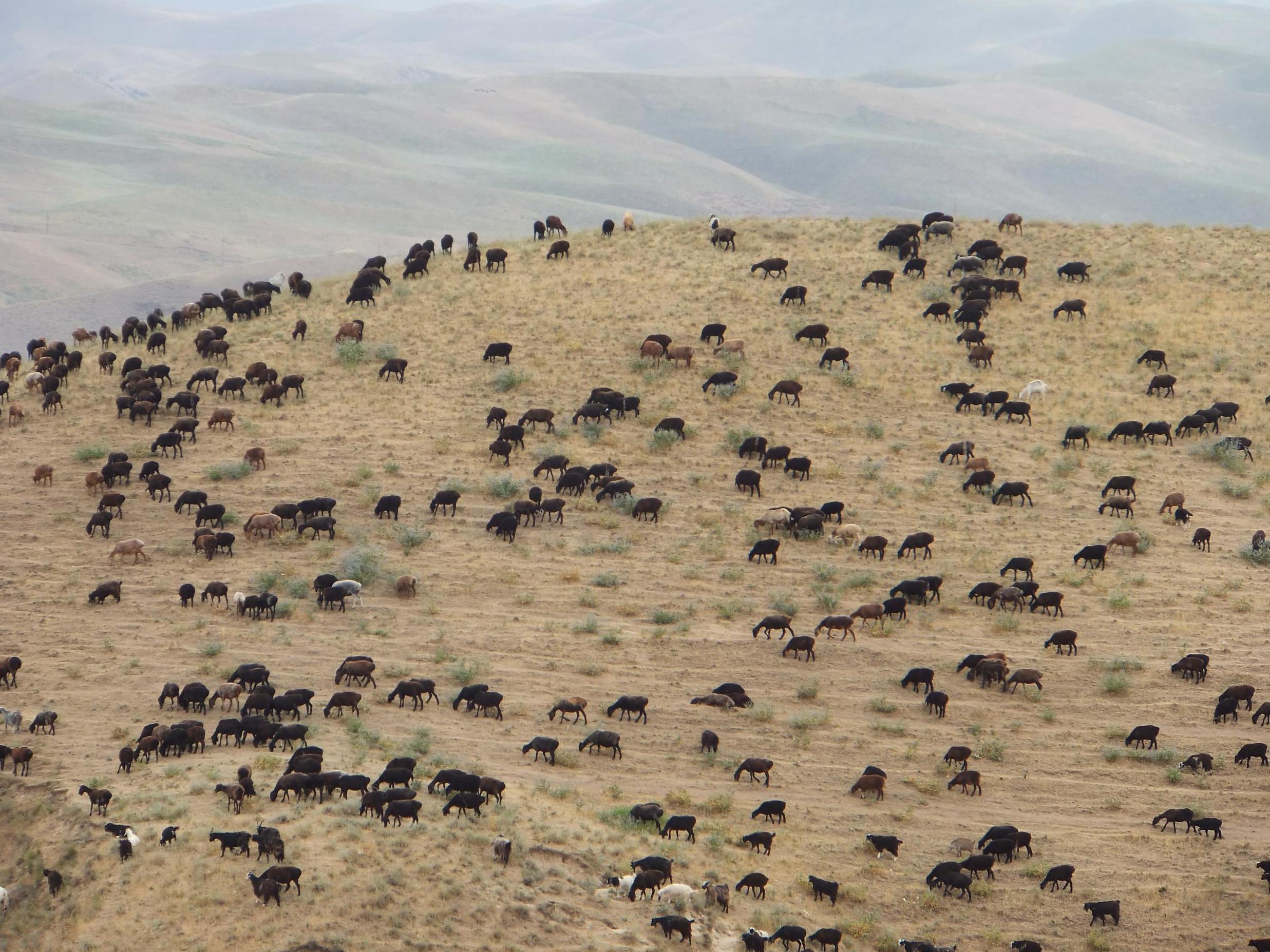 Sheep graze near the border with Tajikistan