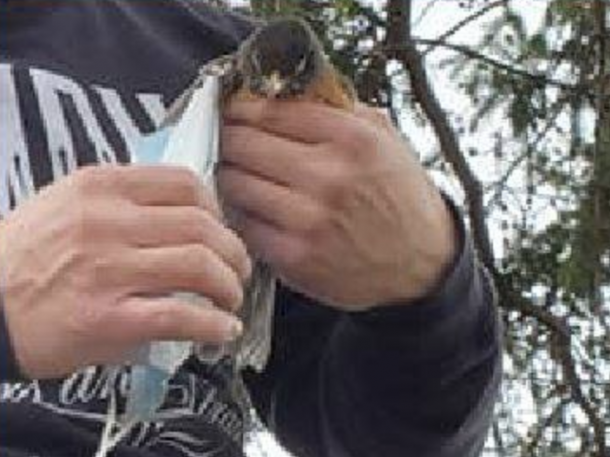 The bird was rescued from the tree and the mask removed but it died (Facebook/Sandra Denisuk)