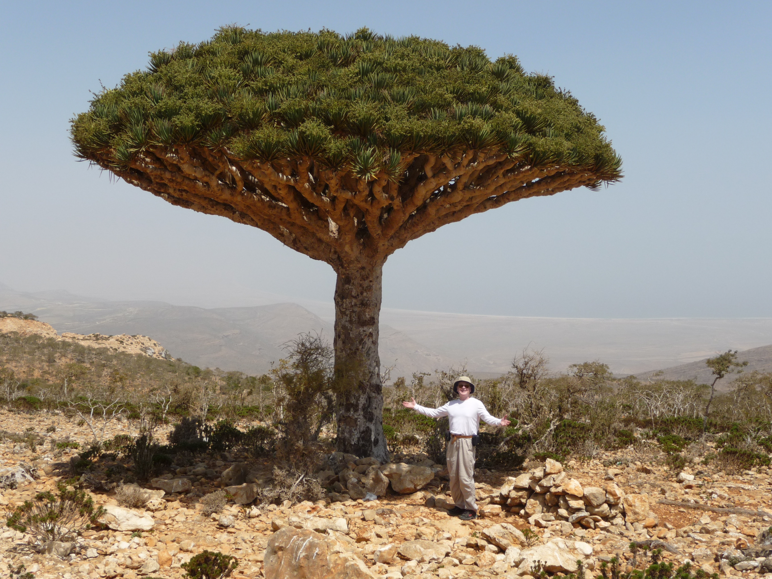 Wheeler next to a dragon’s blood tree, a species native to the Yemeni island of Socotra