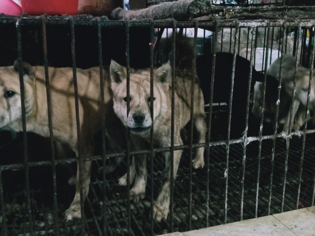 Dogs in cages at Guilin meat market, southwest China this month