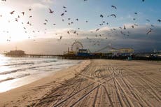 America is grounded, and the birds have returned