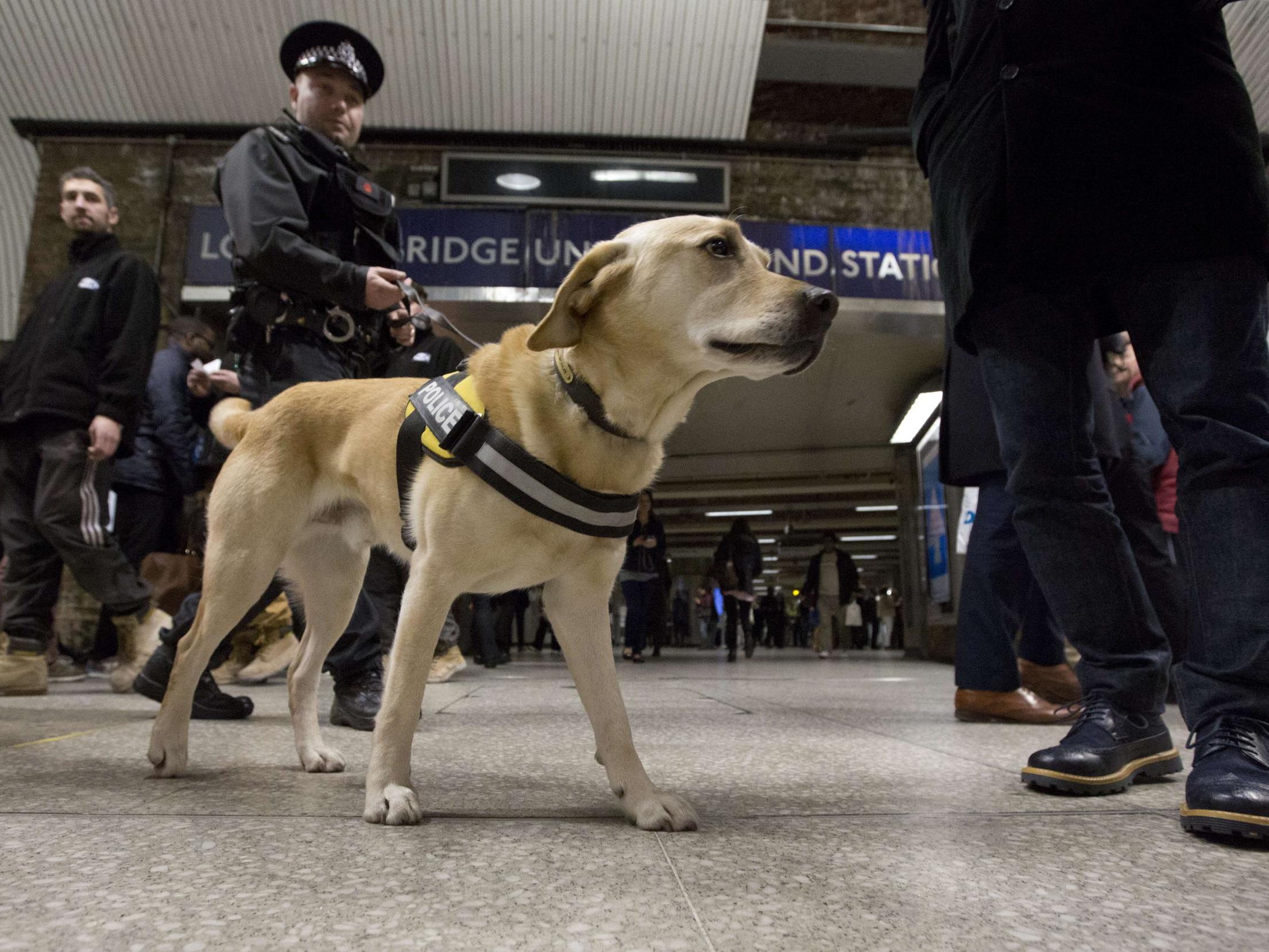 Coronavirus: Sniffer dogs could be trained to detect Covid-19 in people