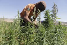 Lebanon becomes first Arab country to legalise cannabis farming for medical use in bid to beat economic crisis