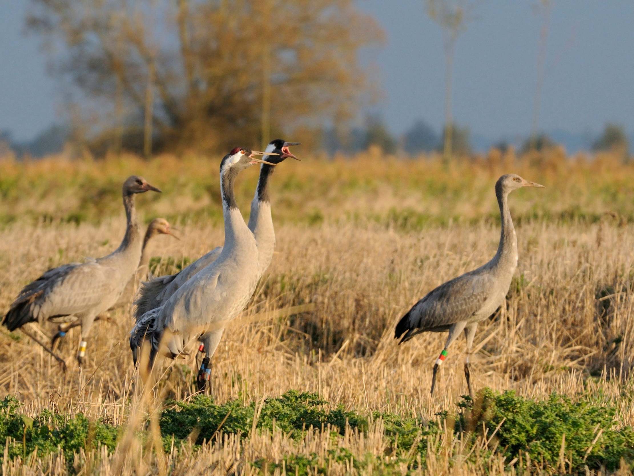 Conservation groups have worked to improve wetland habitat for common cranes to boost the species' numbers in the UK