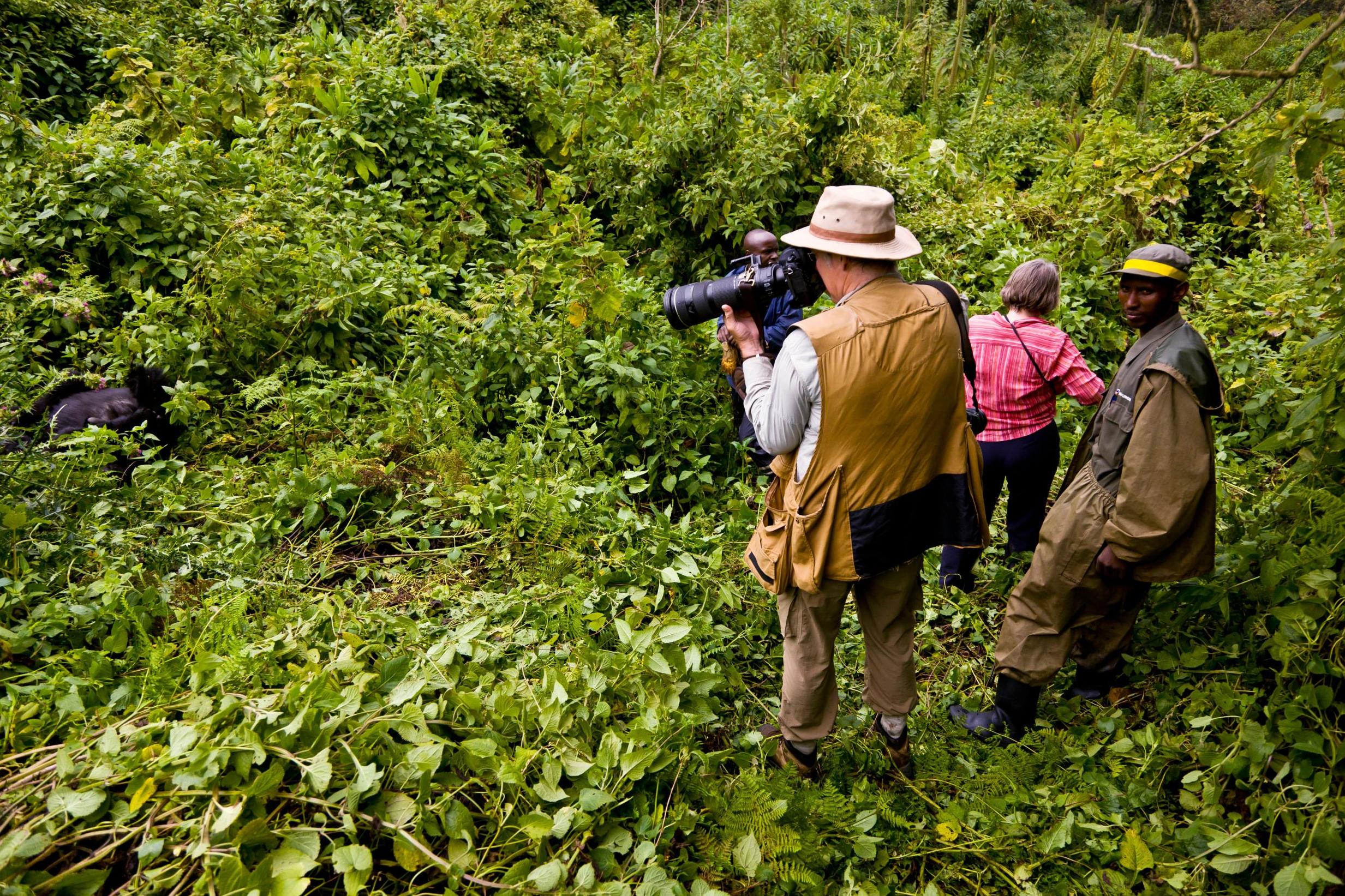 Gorilla treks in countries such as Rwanda and Uganda have been suspended, and rangers must now wear PPE when interacting with the animals