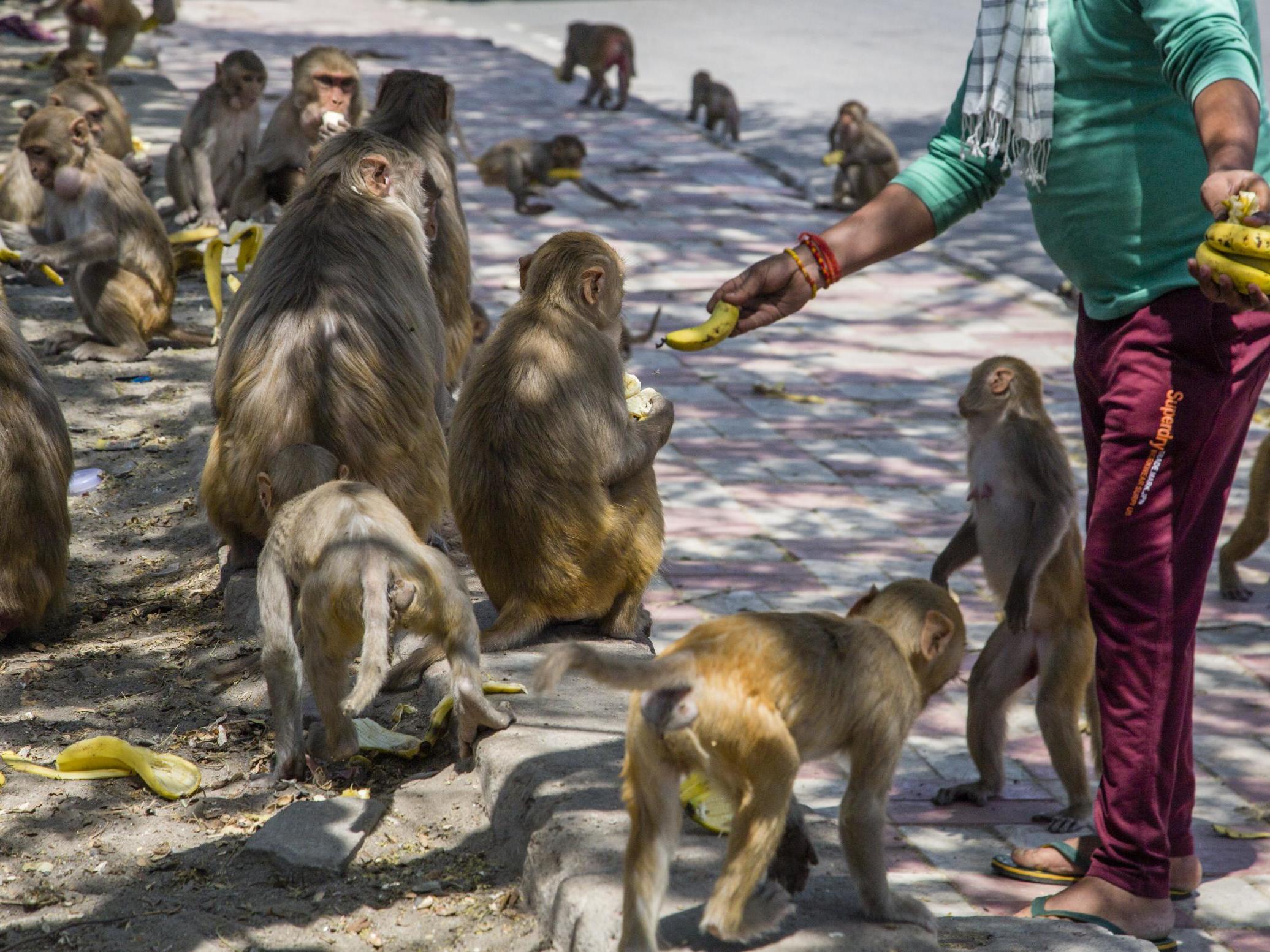 Litter and food picked up or given to wild animals could expose them to deadly human pathogens