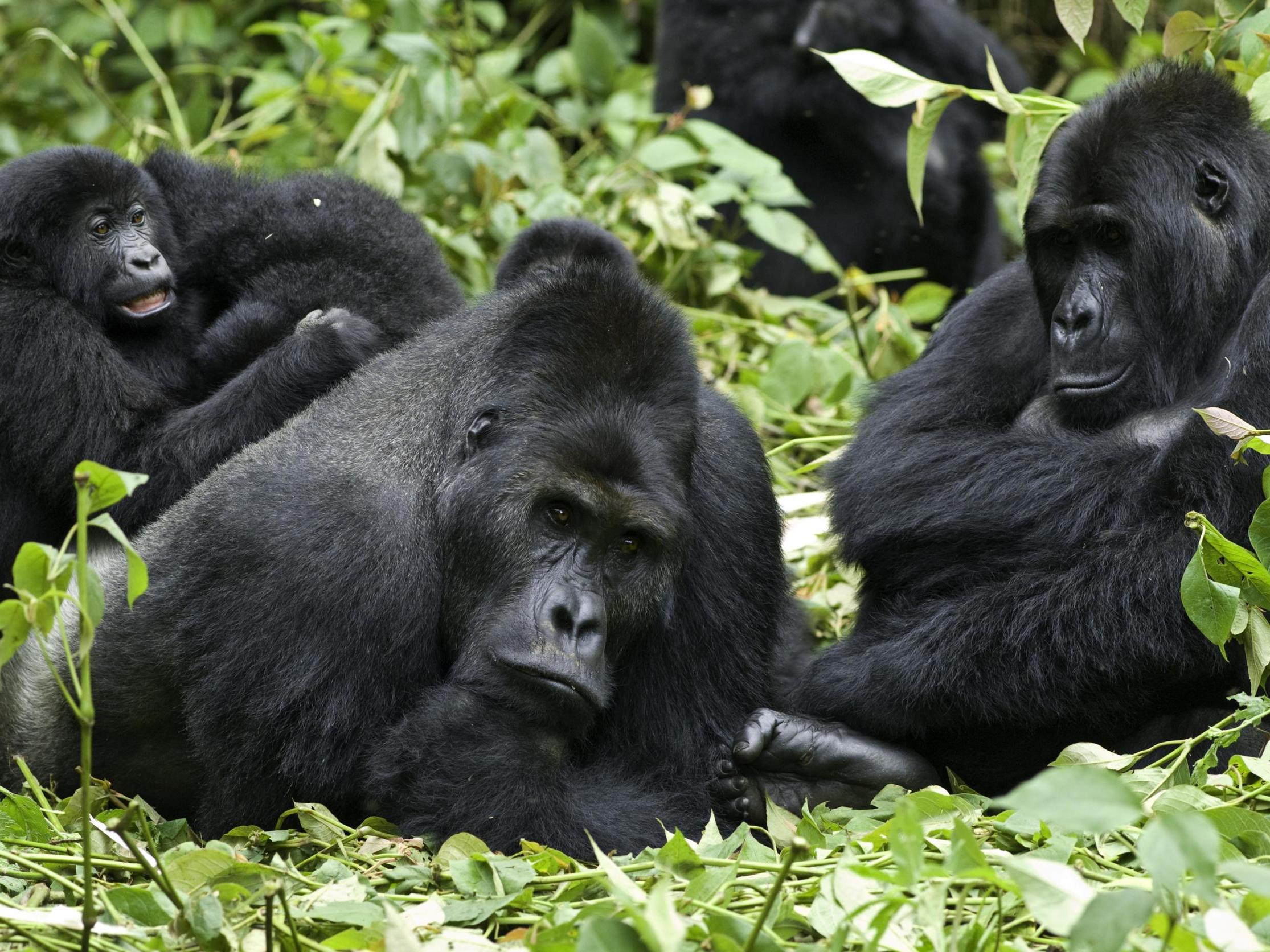 When a male silverback gorilla dies, his mate will move to a new group, potentially spreading the contagion