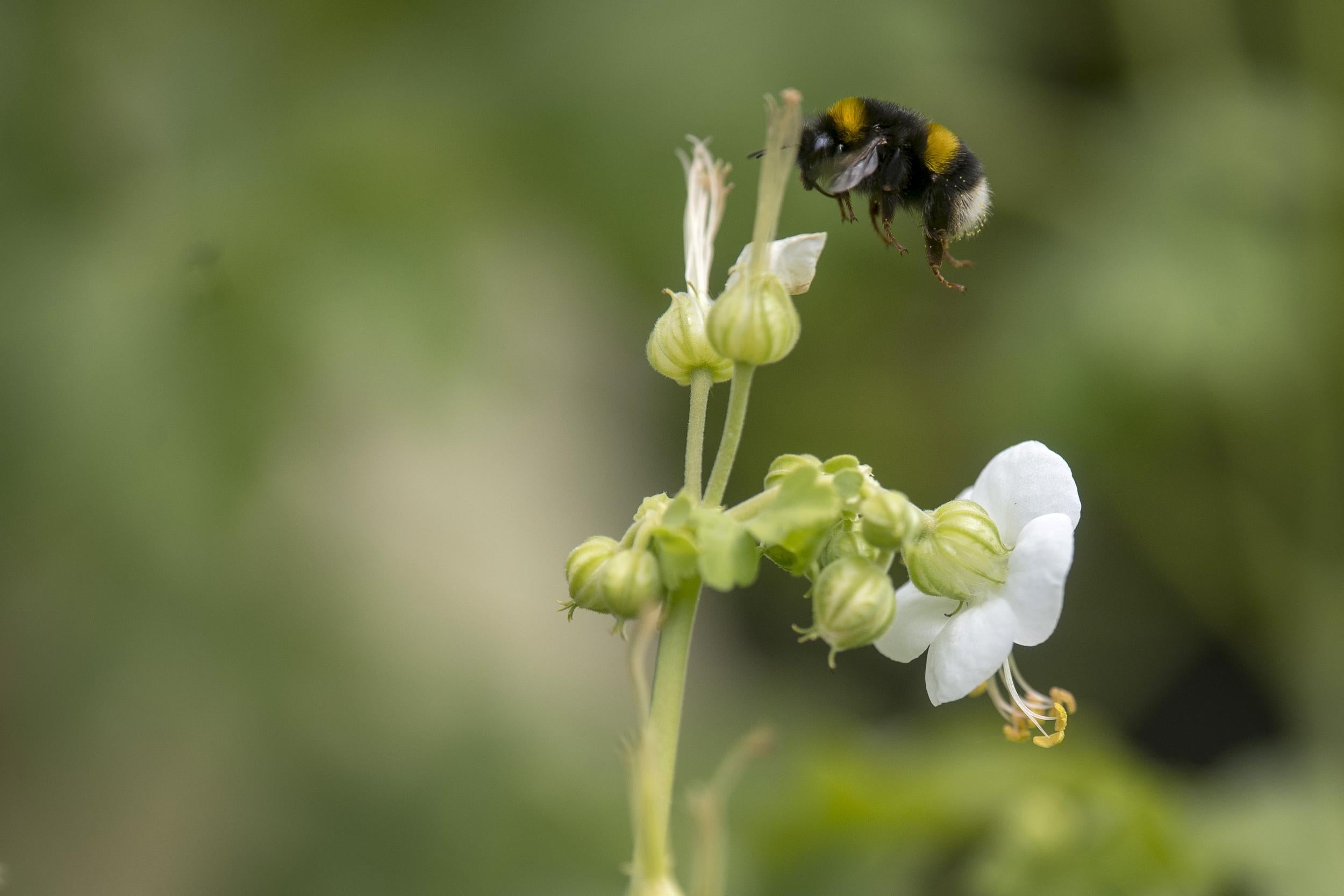 What would happen if the bumble bee disappeared from the planet? No more honey would the least of our problems...