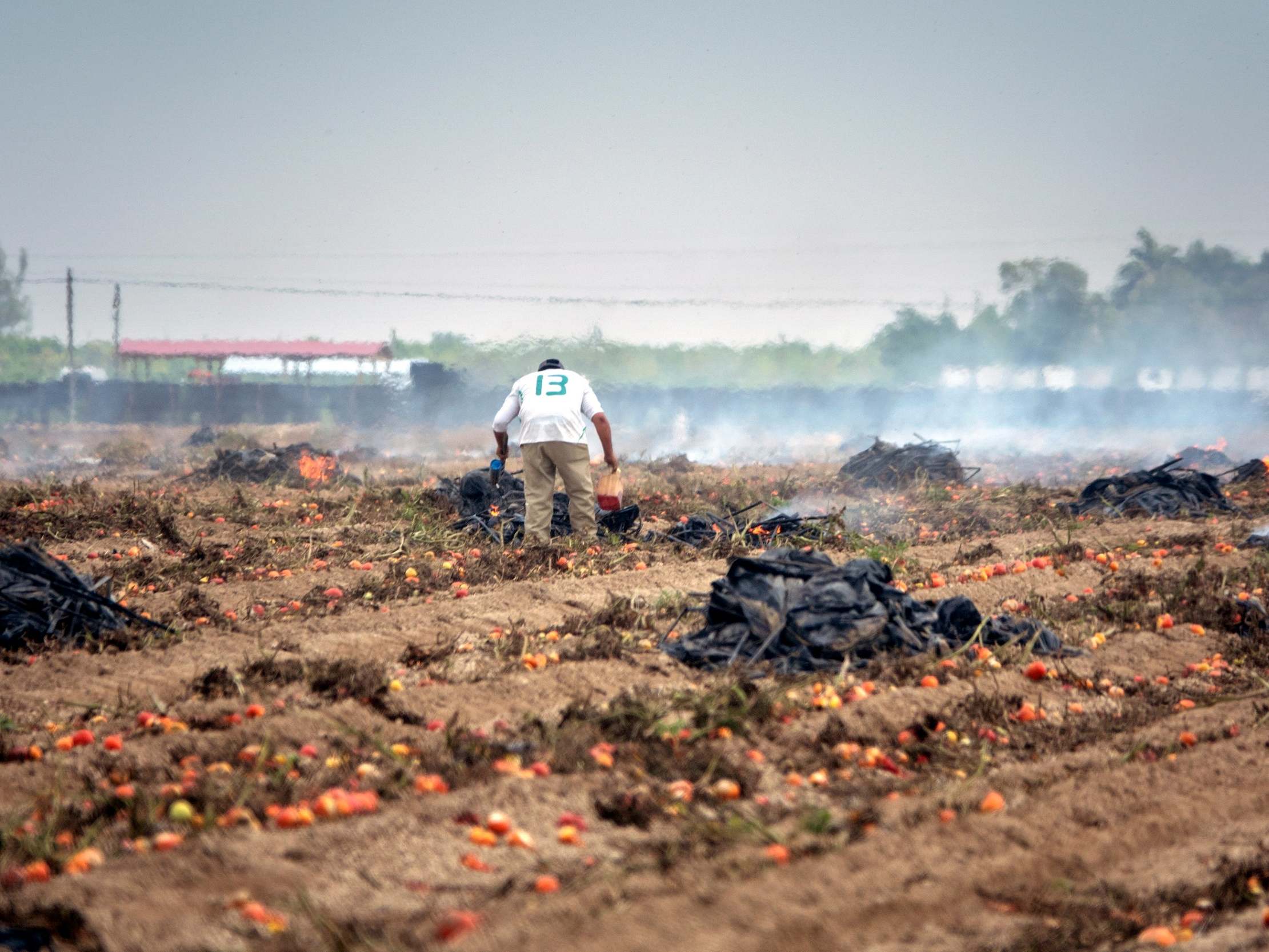One of America’s biggest meat processors warns ‘the food supply chain is breaking’ in open letter
