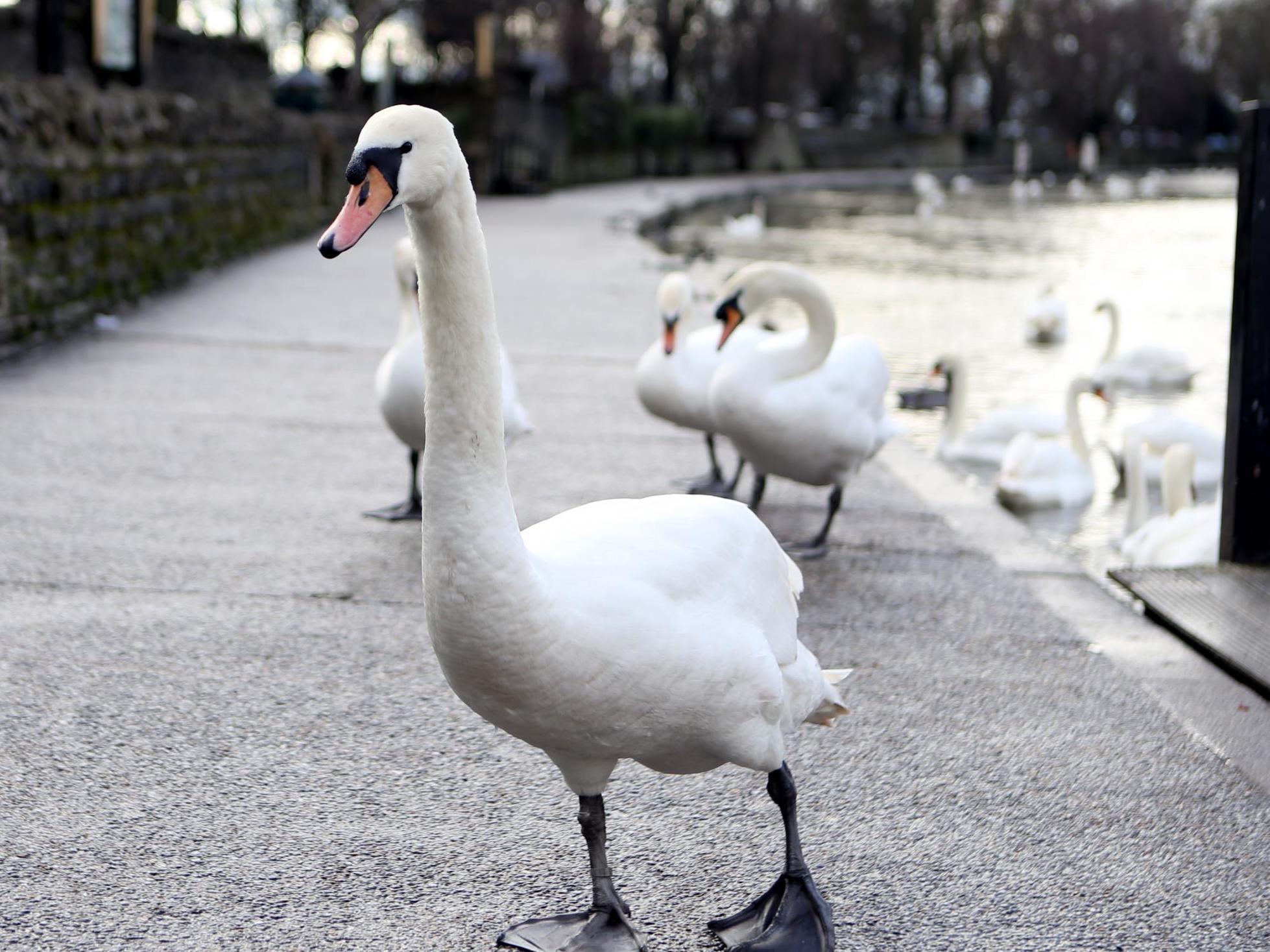 Police are investigating after a nesting swan was shot in the head with an air rifle in Berkshire