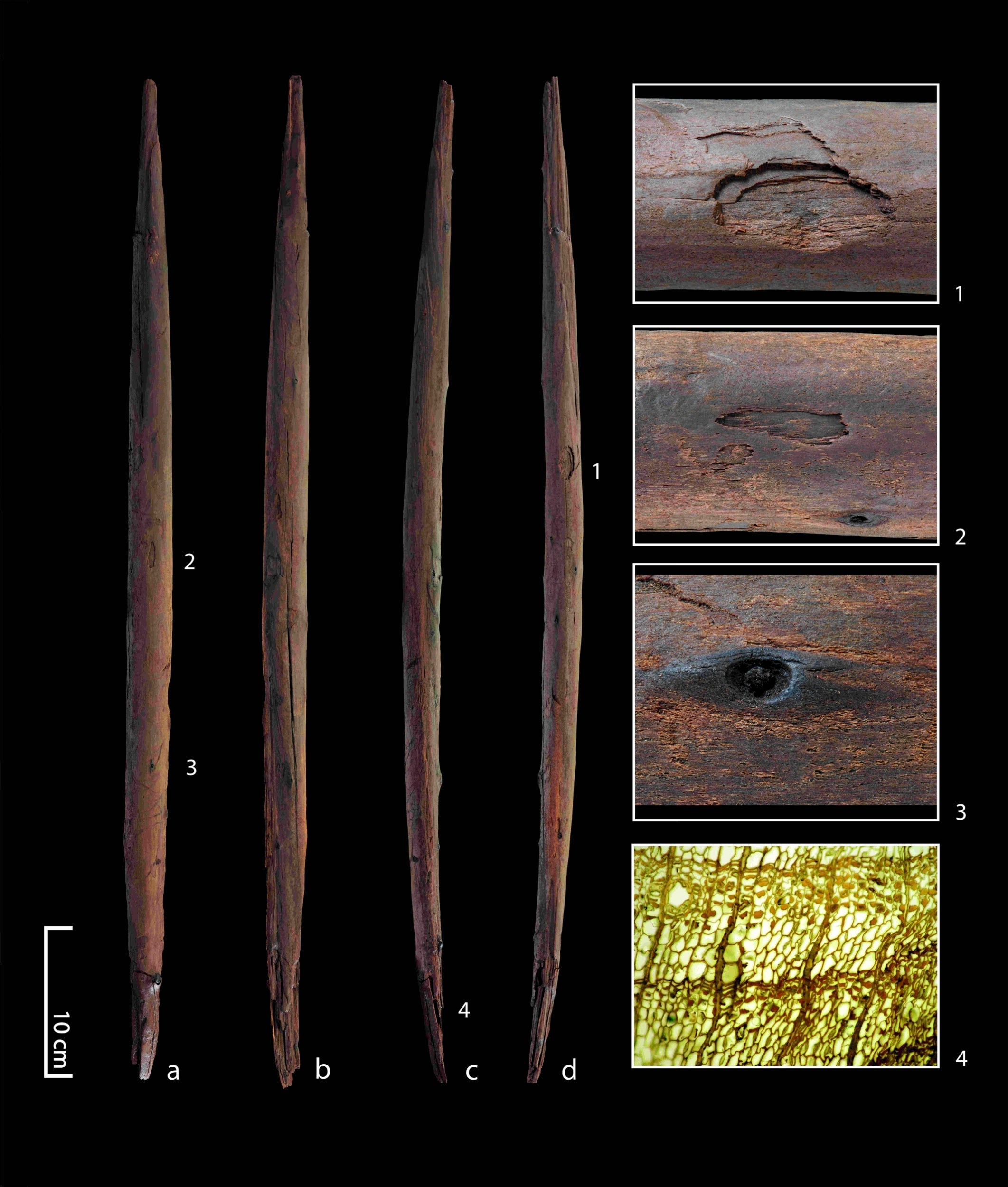 It’s not just a stick, it’s an insight into how an entire species lived (University of Tubingen)