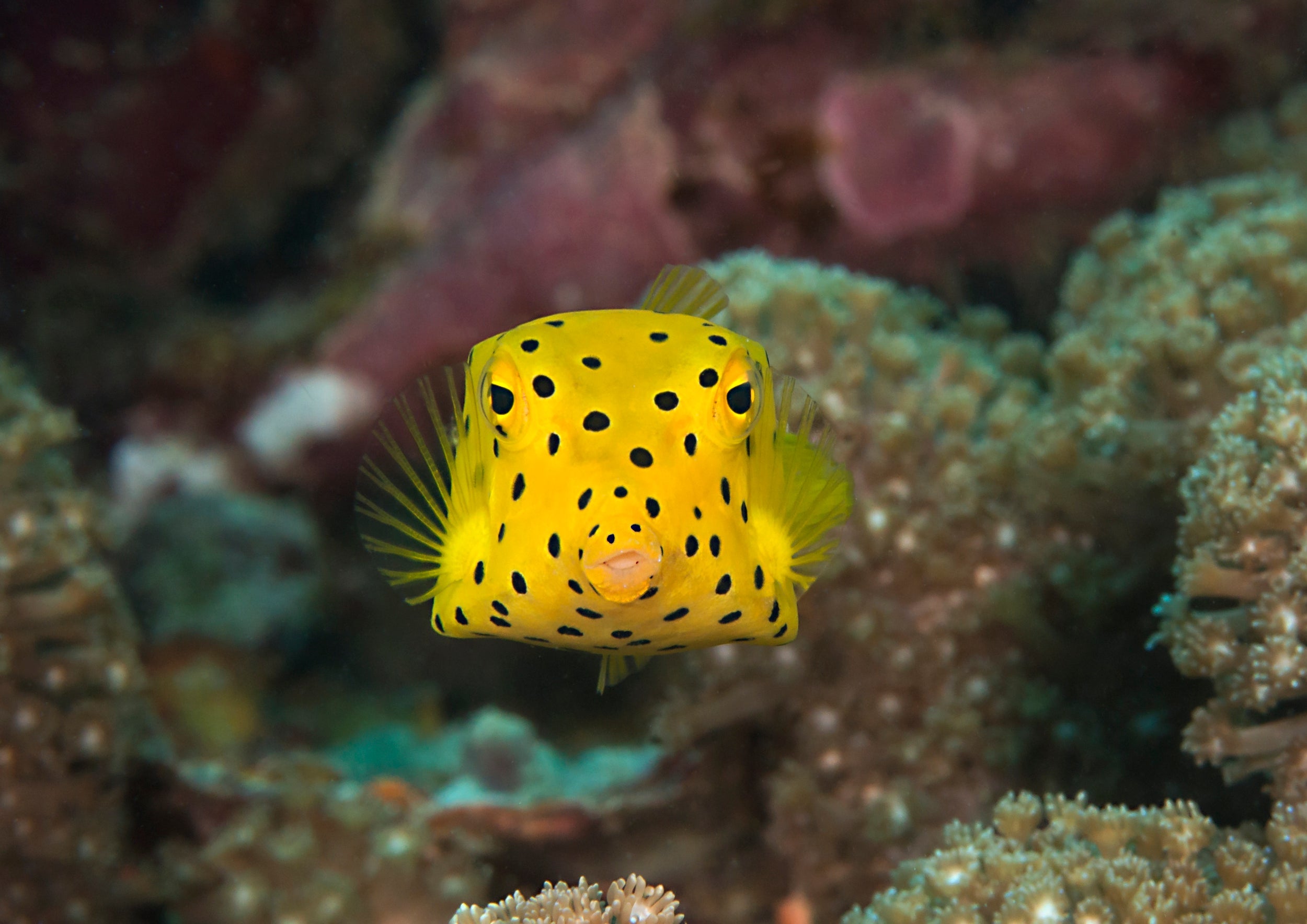 Not all fish can pout like this one (Getty)