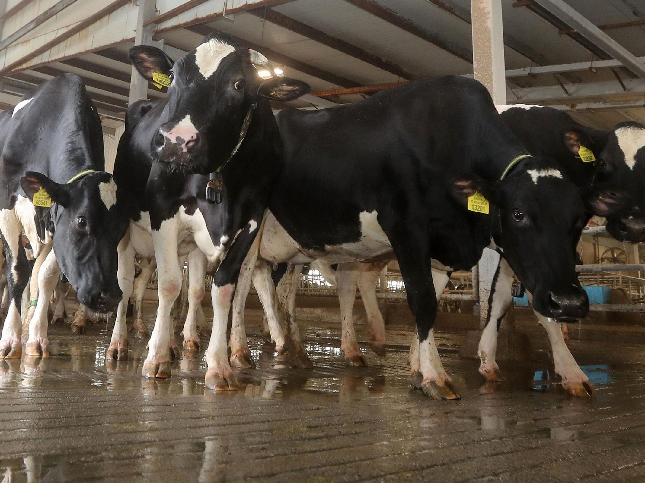 Coronavirus: Pandemics will be worse and more frequent unless we stop exploiting Earth and animals, top scientists warn