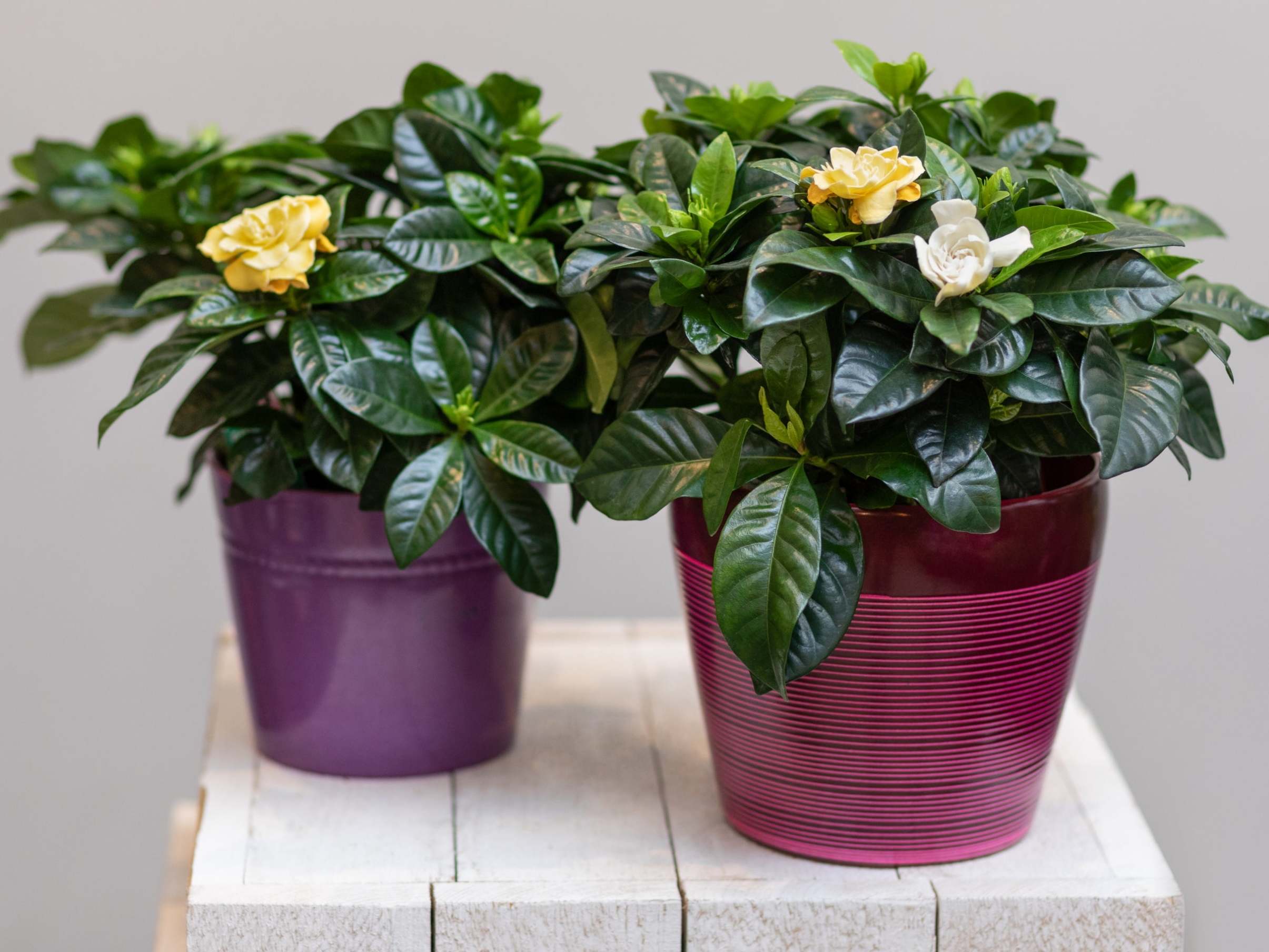 Gardenia smell lovely but need a lot of sunlight