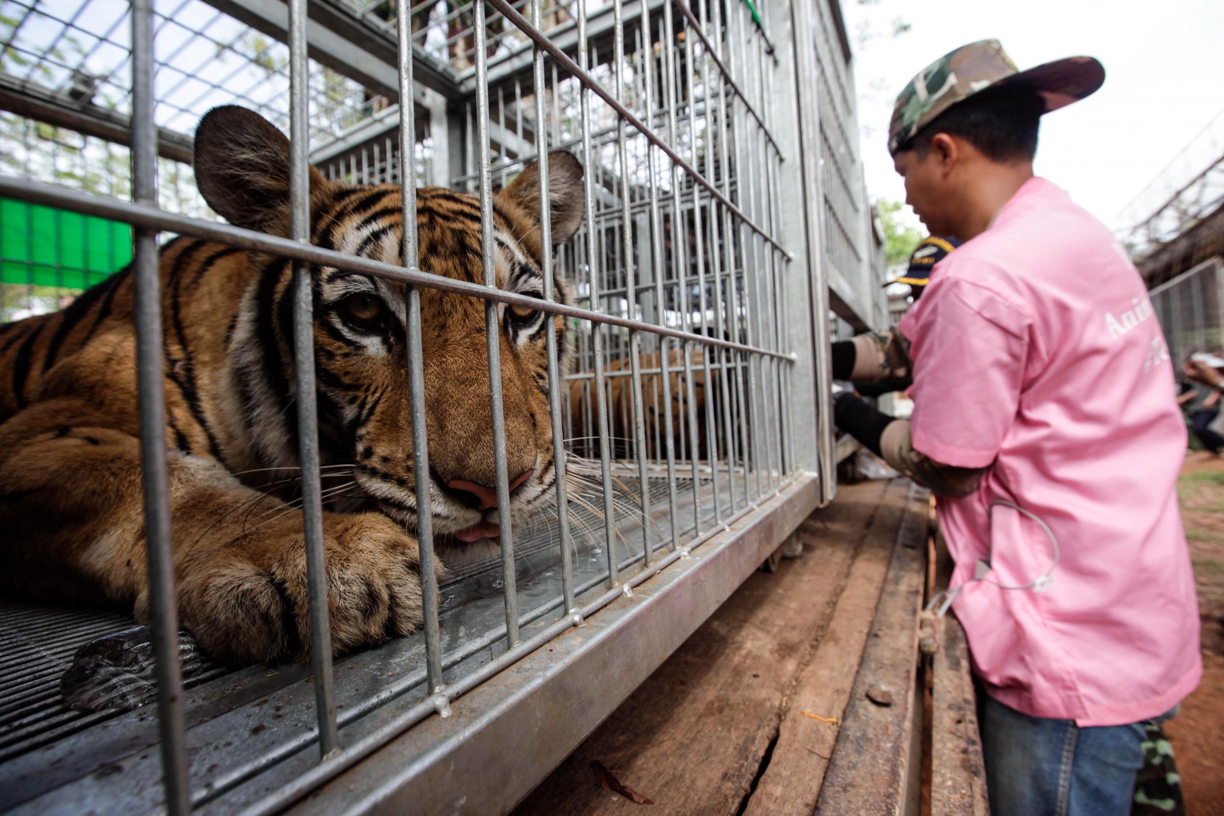 It is believed more than 8,000 tigers are held in captive facilities across Asia like this Buddhist temple in Thailand