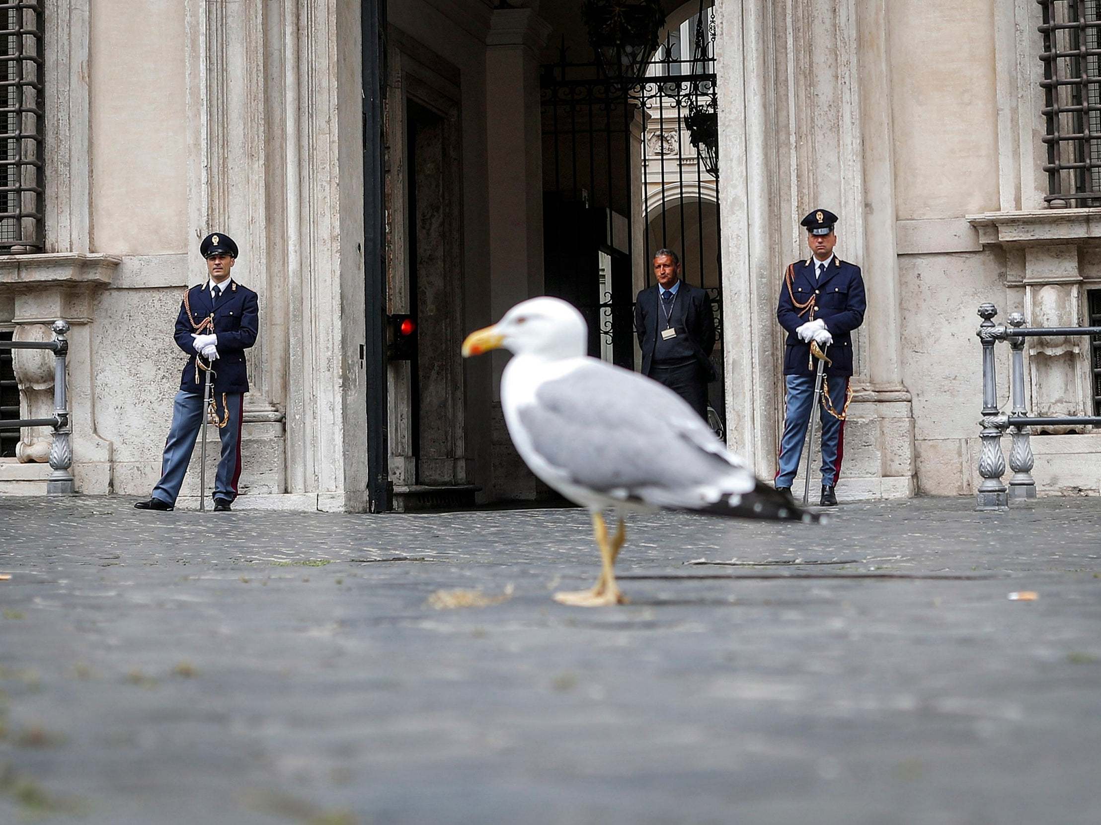 A seagull walks in front of Palazzo Chigi during Italian cabinet meeting in Rome