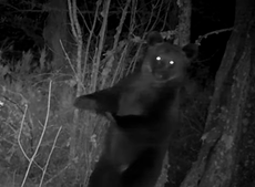 First brown bear in 150 years spotted in Spain national park