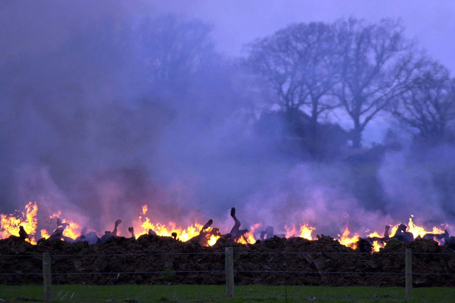 Cattle burning during the foot-and-mouth outbreak of 2002. Thousands of cattle had to die to stop the spread of the virus