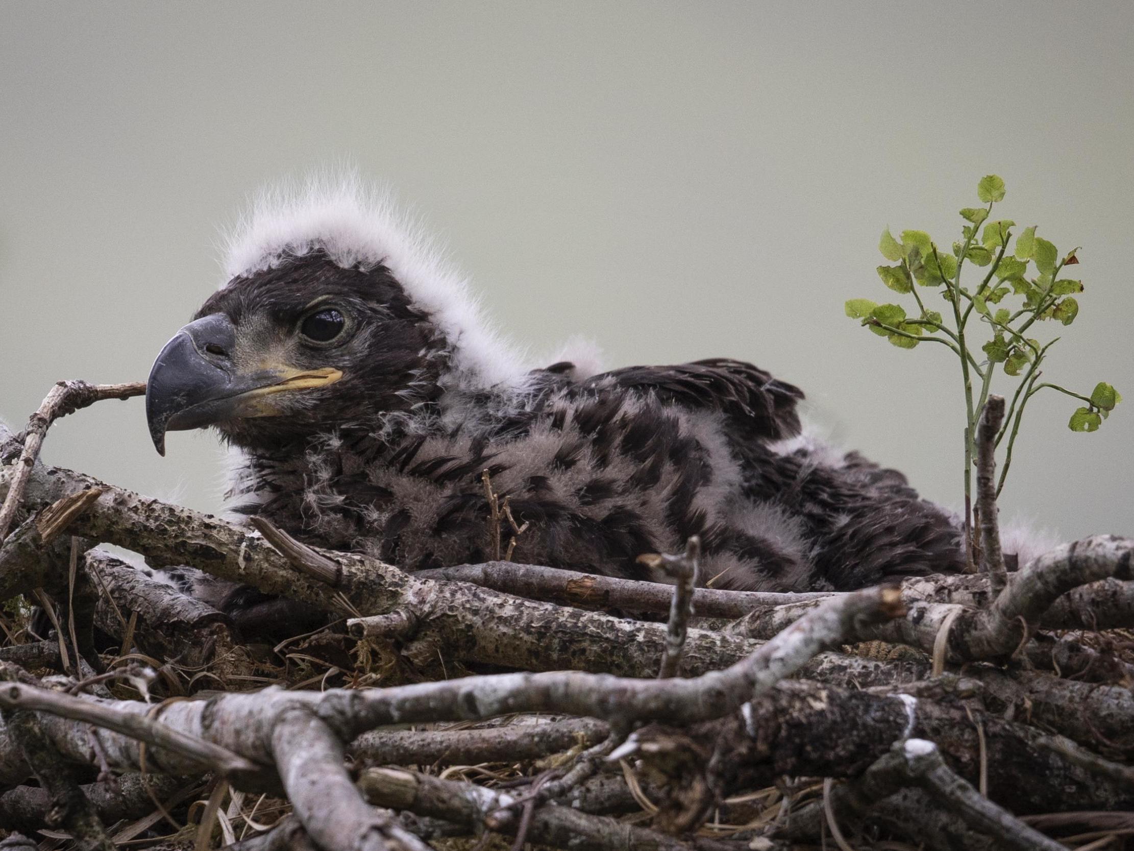 A white-tailed eagle chick. (Dan Kitwood/Getty Images)