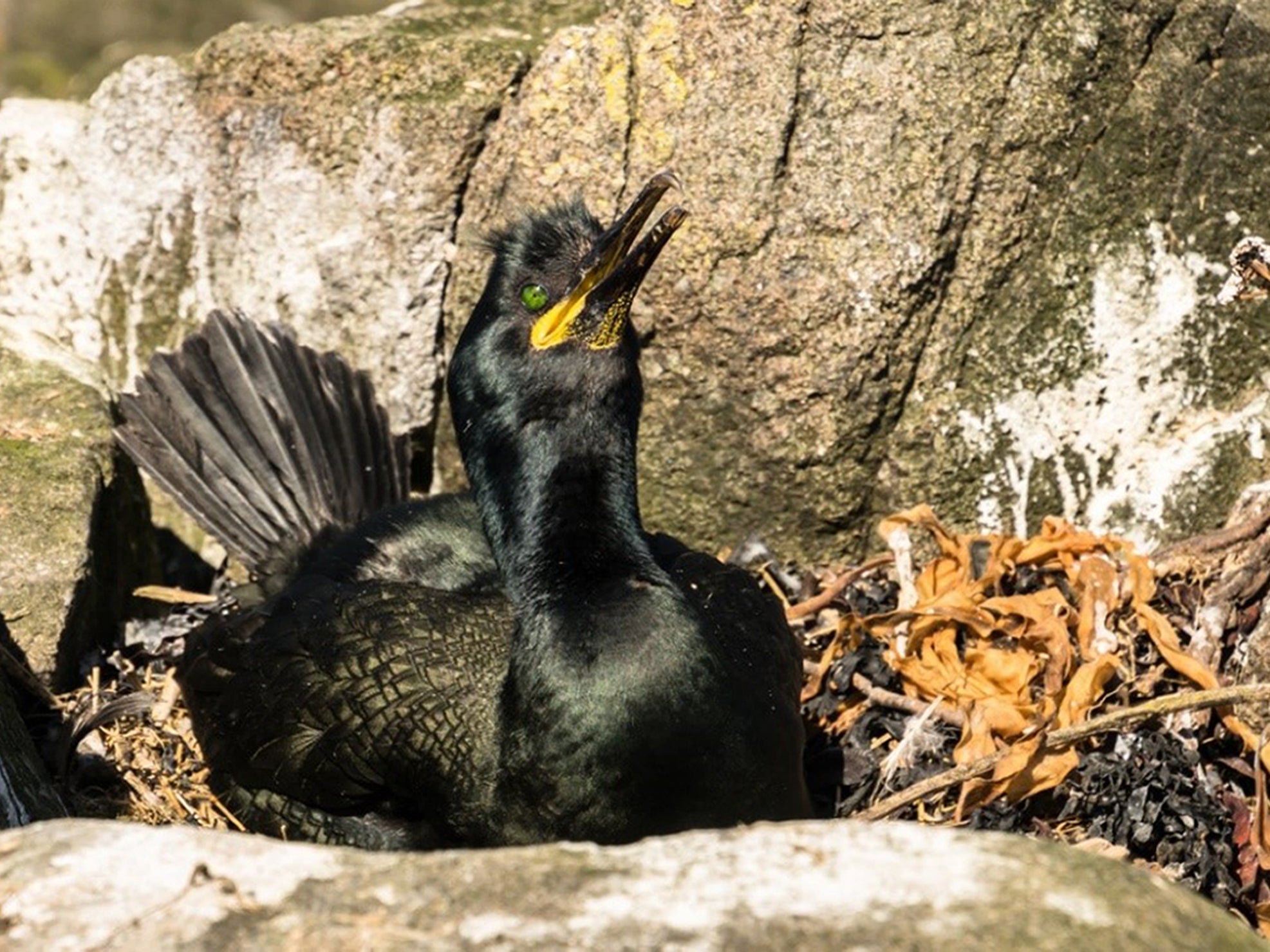 Plastic debris was found in 80% of shag nests