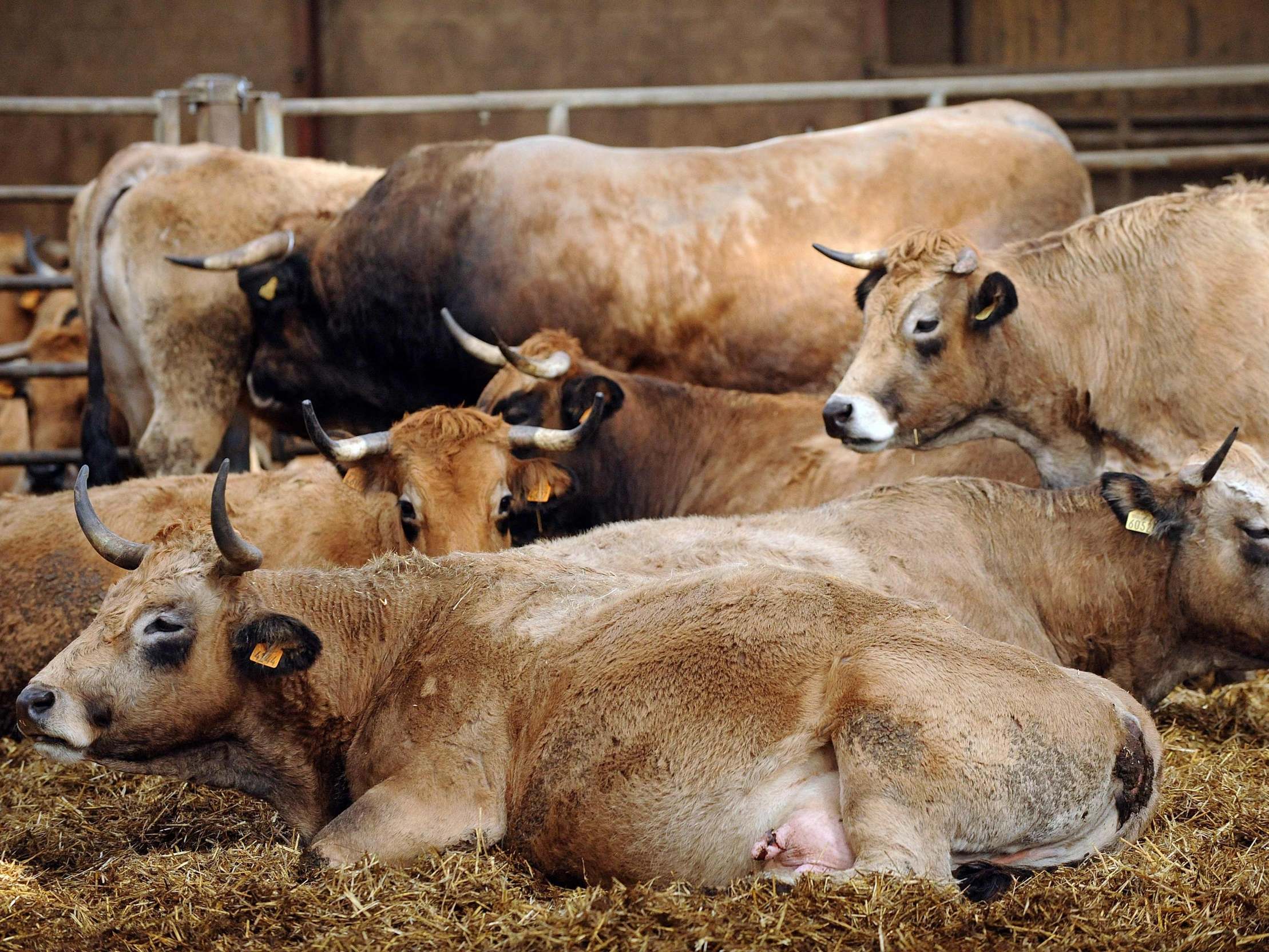 Livestock farming is a key driver of the climate crisis and nature loss