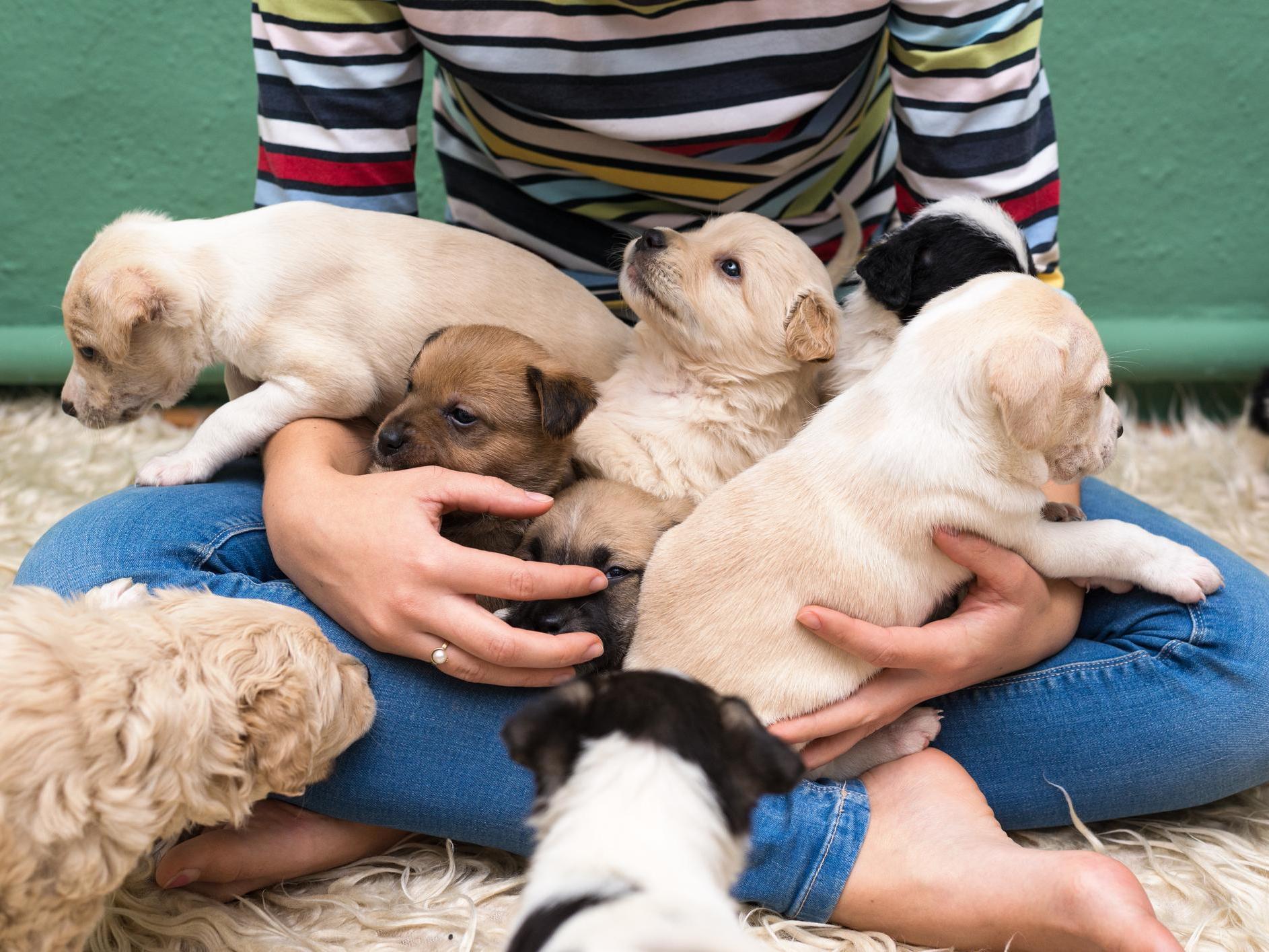 Puppies, like human babies, are born helpless and dependent on their caregivers for survival