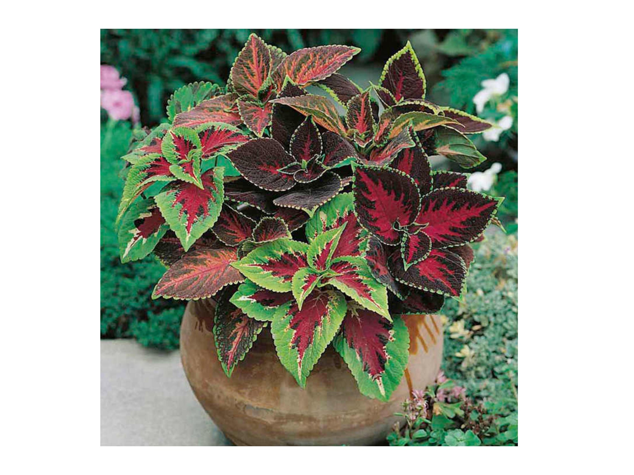 Coleus plants have bright leaf colourings that will add a pop of colour onto your patio