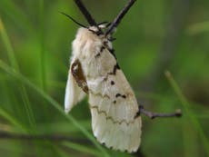 Gypsy moth: US has another bug to worry about after ‘murder hornets’