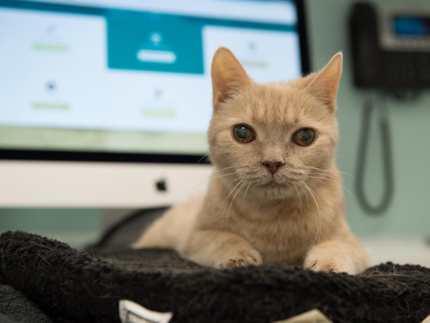 Practices are embracing technology to assess pets remotely