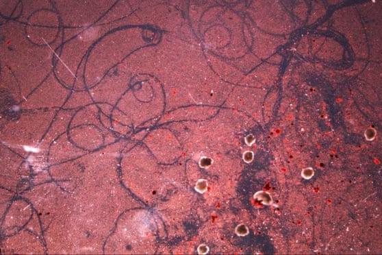 Traces left by xenobots as they move through a field of particulate matter